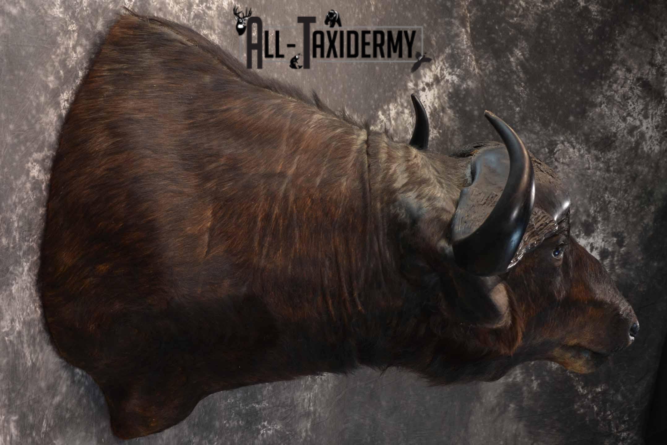 African Cape Buffalo Taxidermy Shoulder Mount for Sale SKU 1336 - Image 5