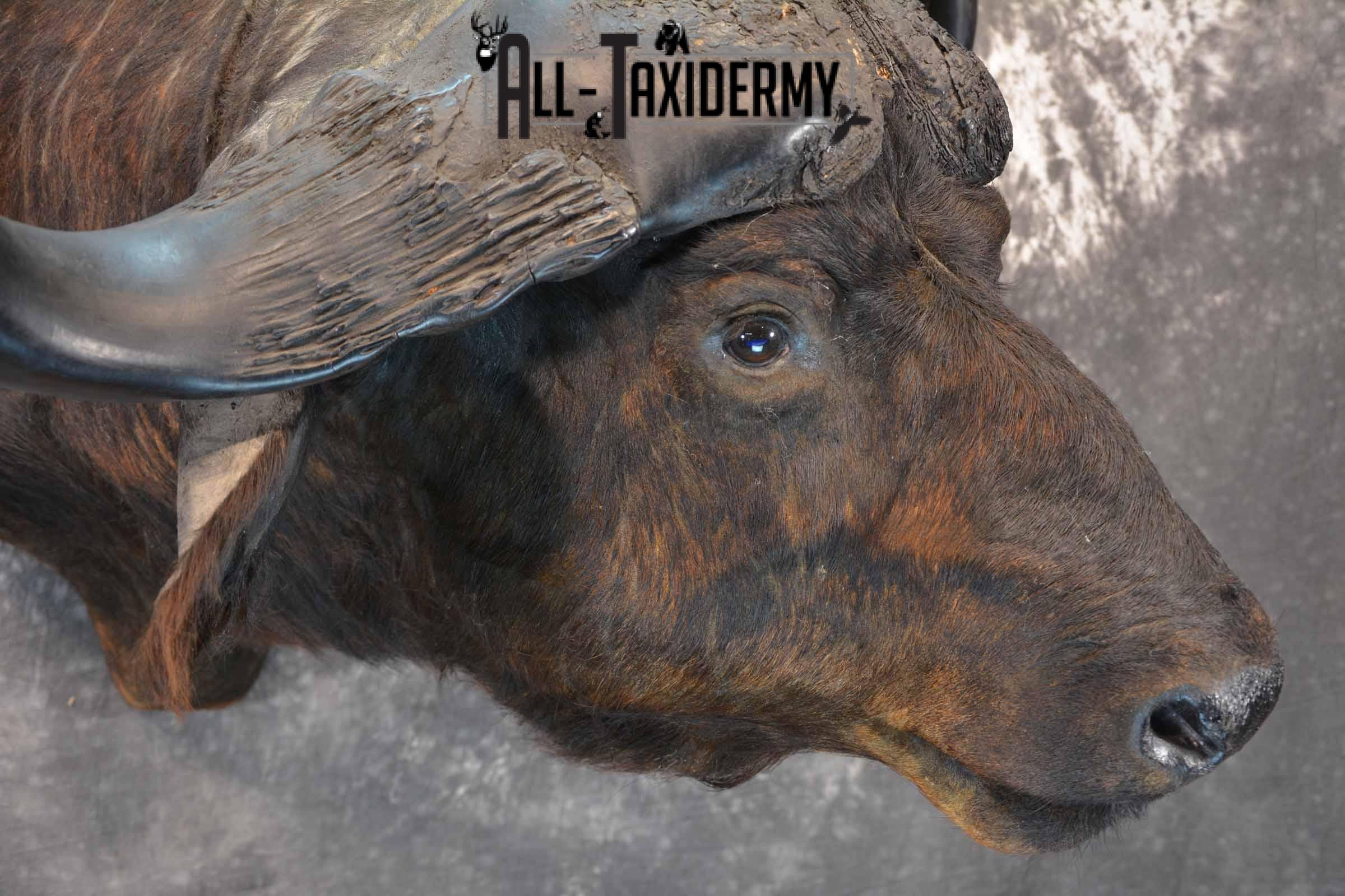 African Cape Buffalo Taxidermy Shoulder Mount for Sale SKU 1336 - Image 6