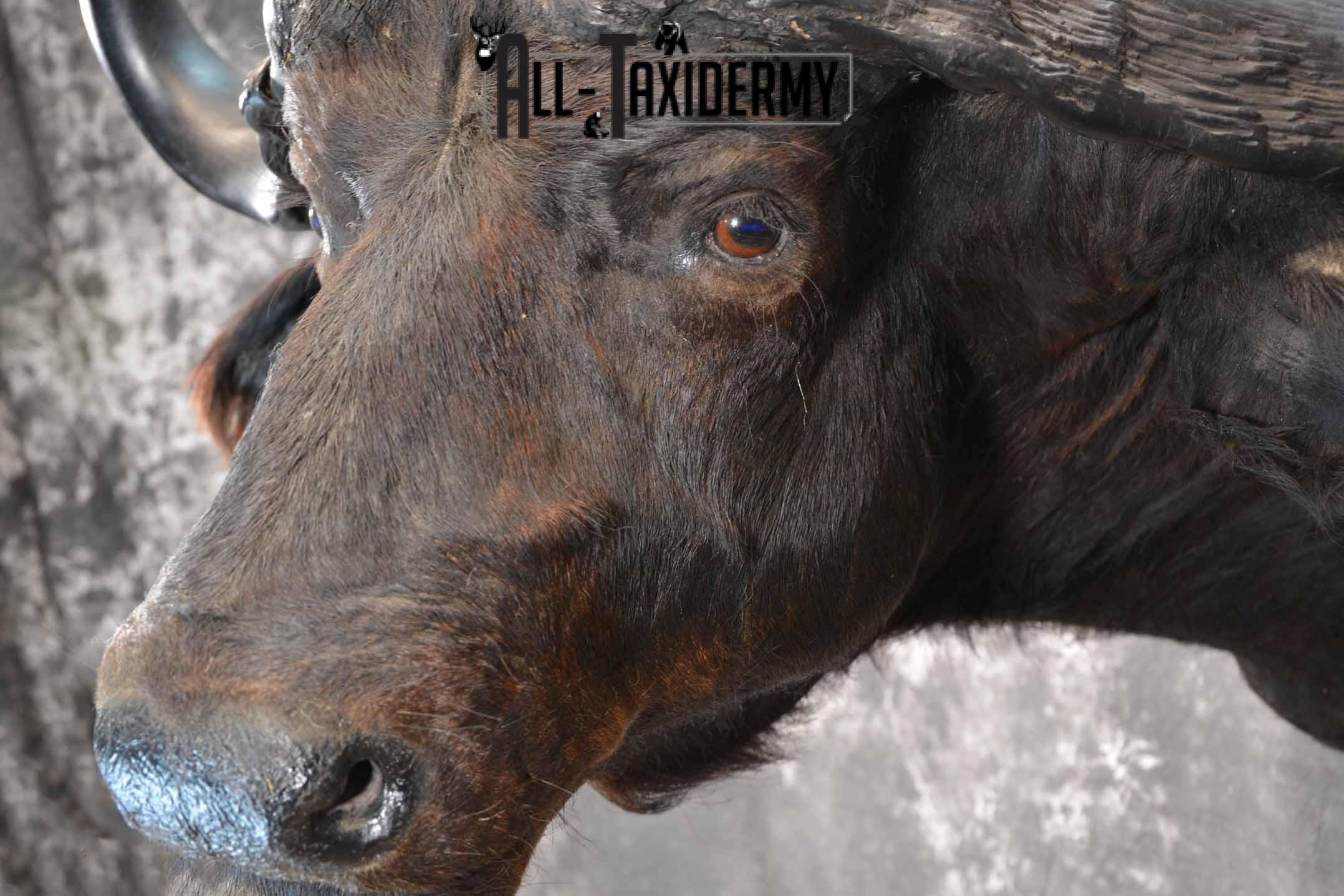 African Cape Buffalo Taxidermy Shoulder Mount for Sale SKU 1336 - Image 7