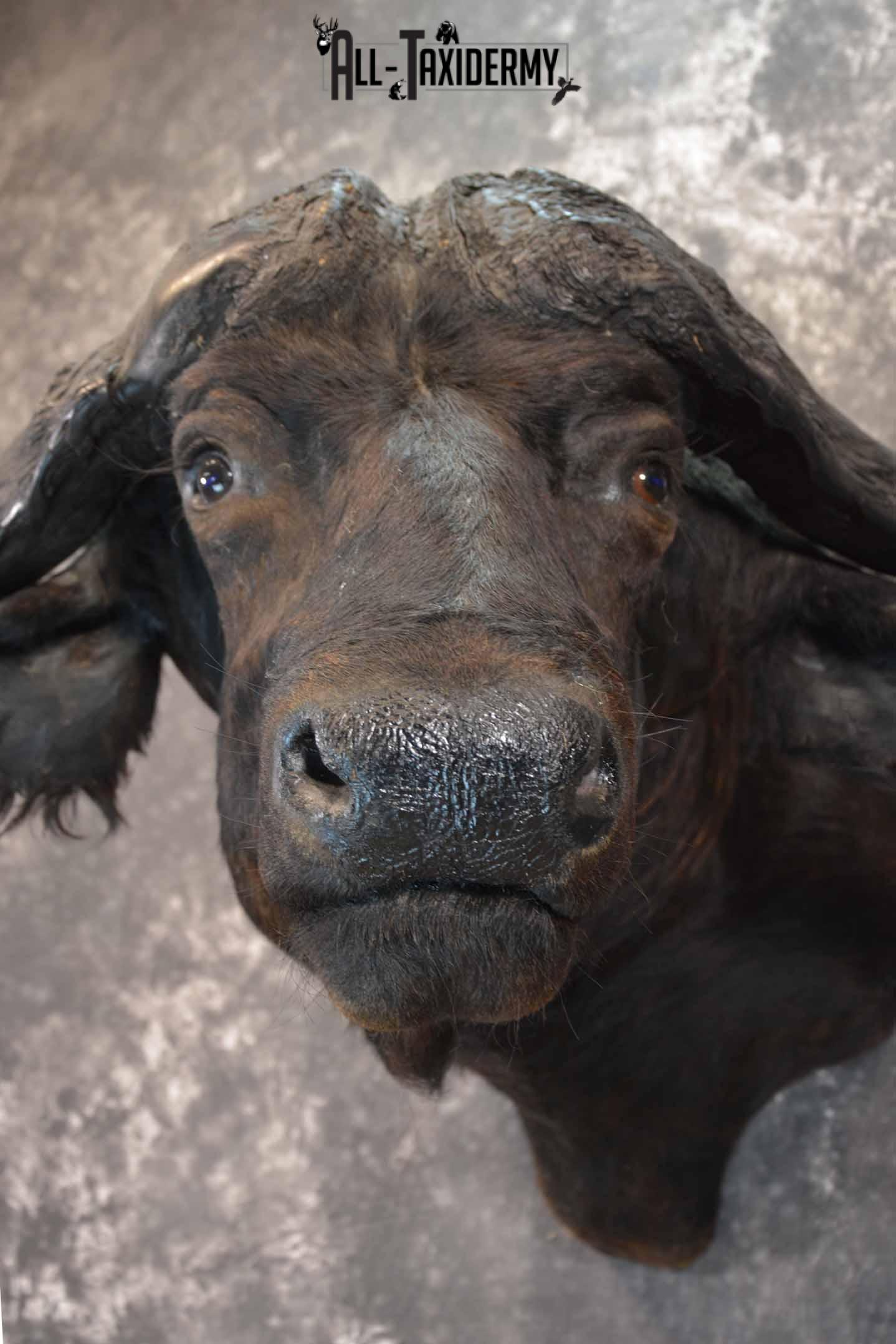 African Cape Buffalo Taxidermy Shoulder Mount for Sale SKU 1336 - Image 8