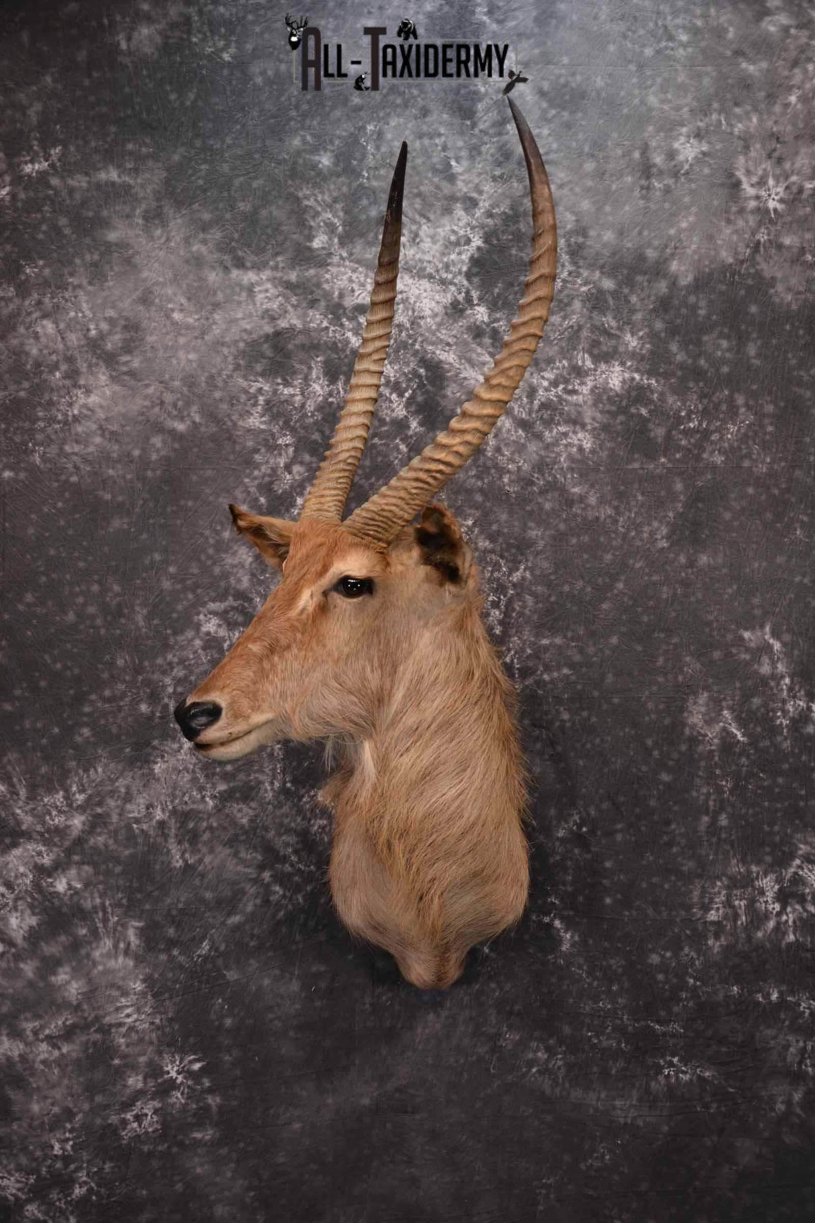 African Waterbuck Taxidermy shoulder Mount for Sale SKU 1340