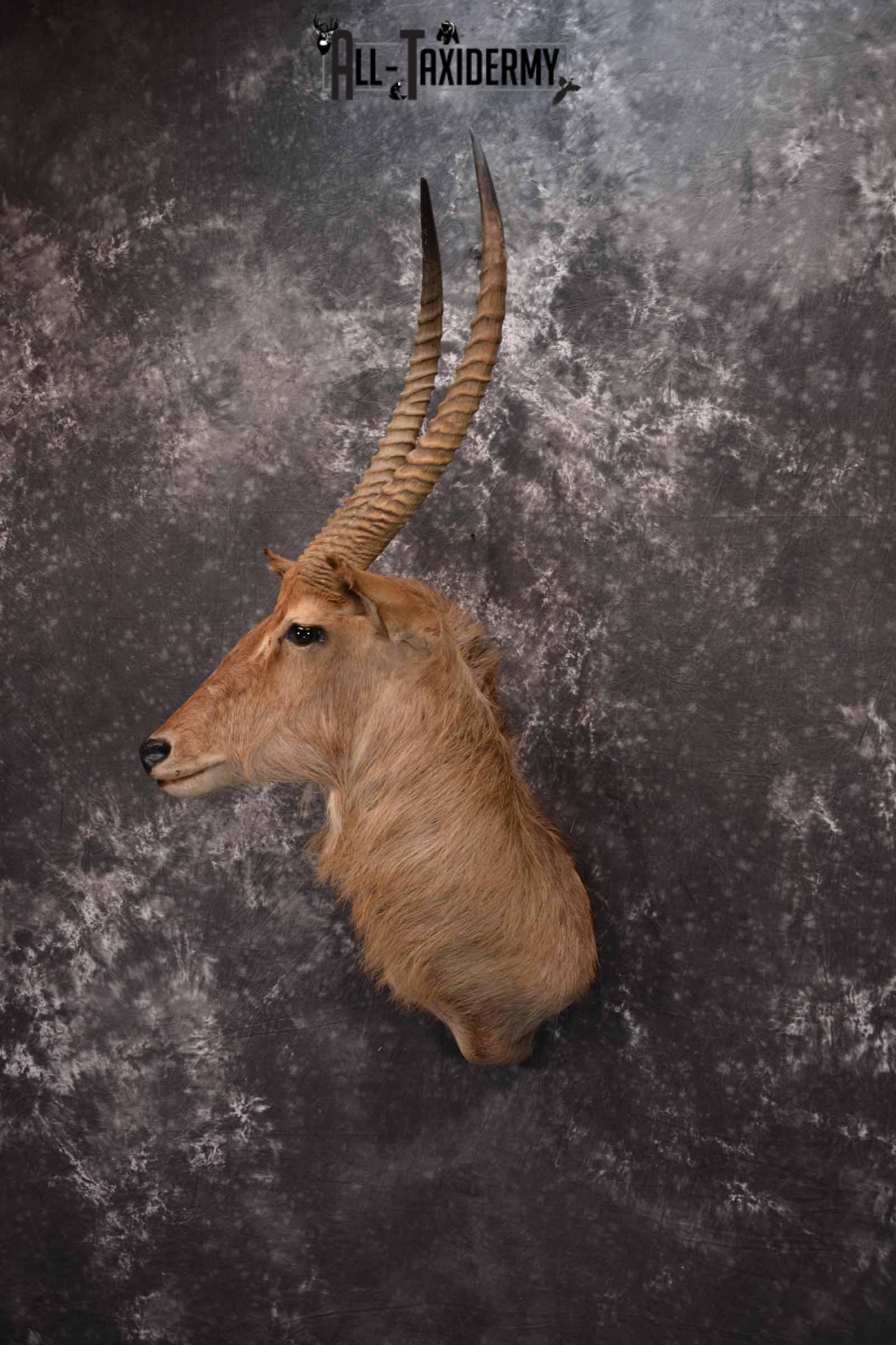 African Waterbuck Taxidermy shoulder Mount for Sale SKU 1340 - Image 2