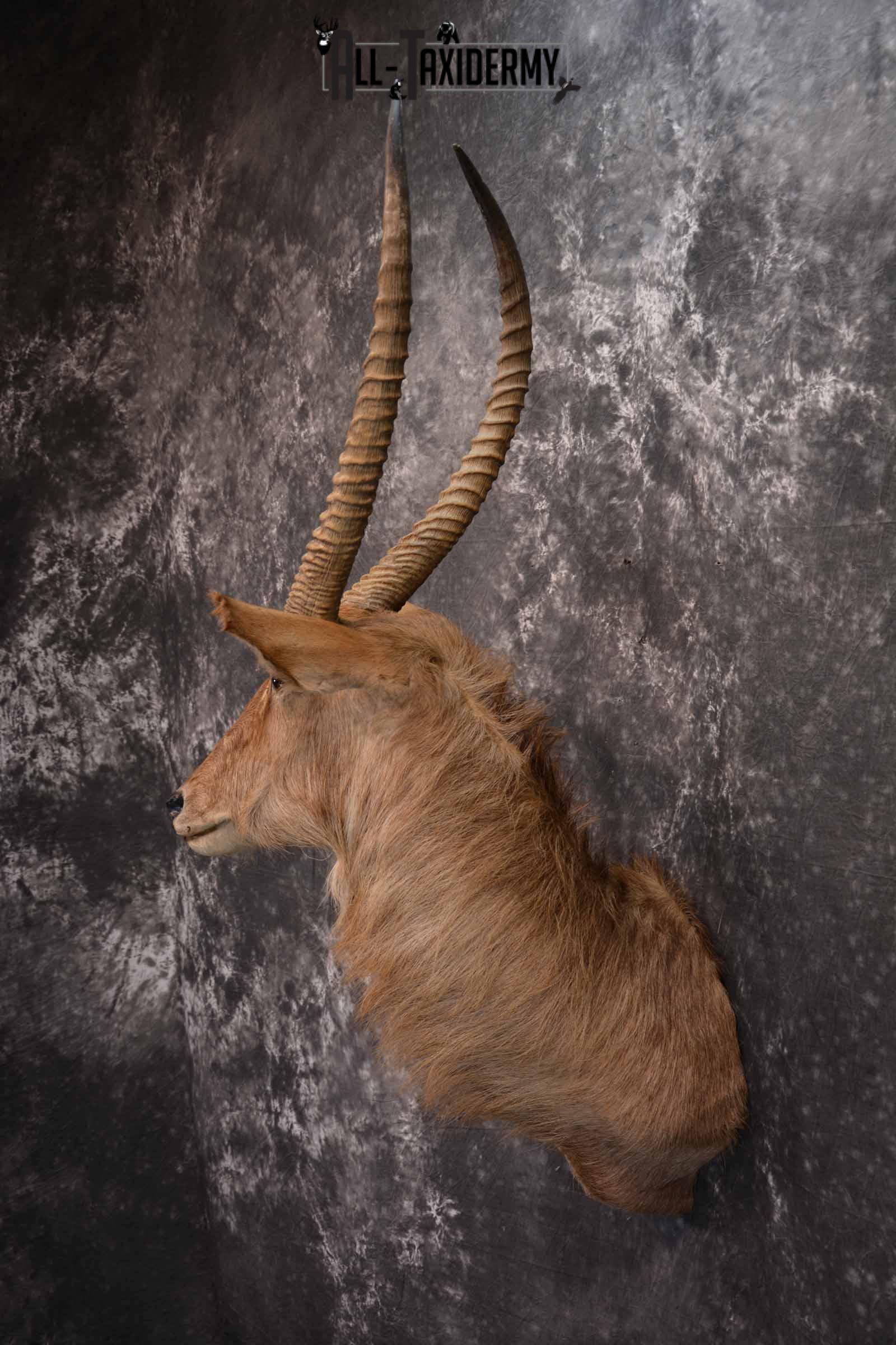 African Waterbuck Taxidermy shoulder Mount for Sale SKU 1340 - Image 3