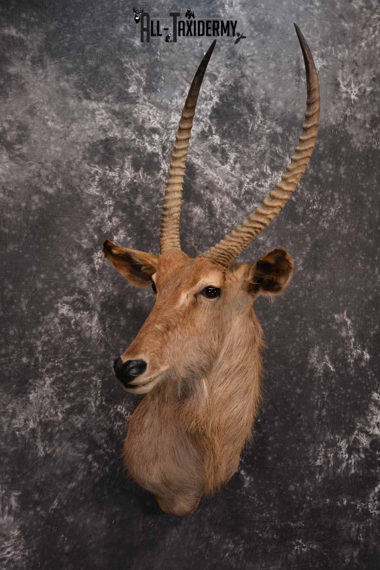 African Waterbuck Taxidermy shoulder Mount for Sale SKU 1340 - Image 4