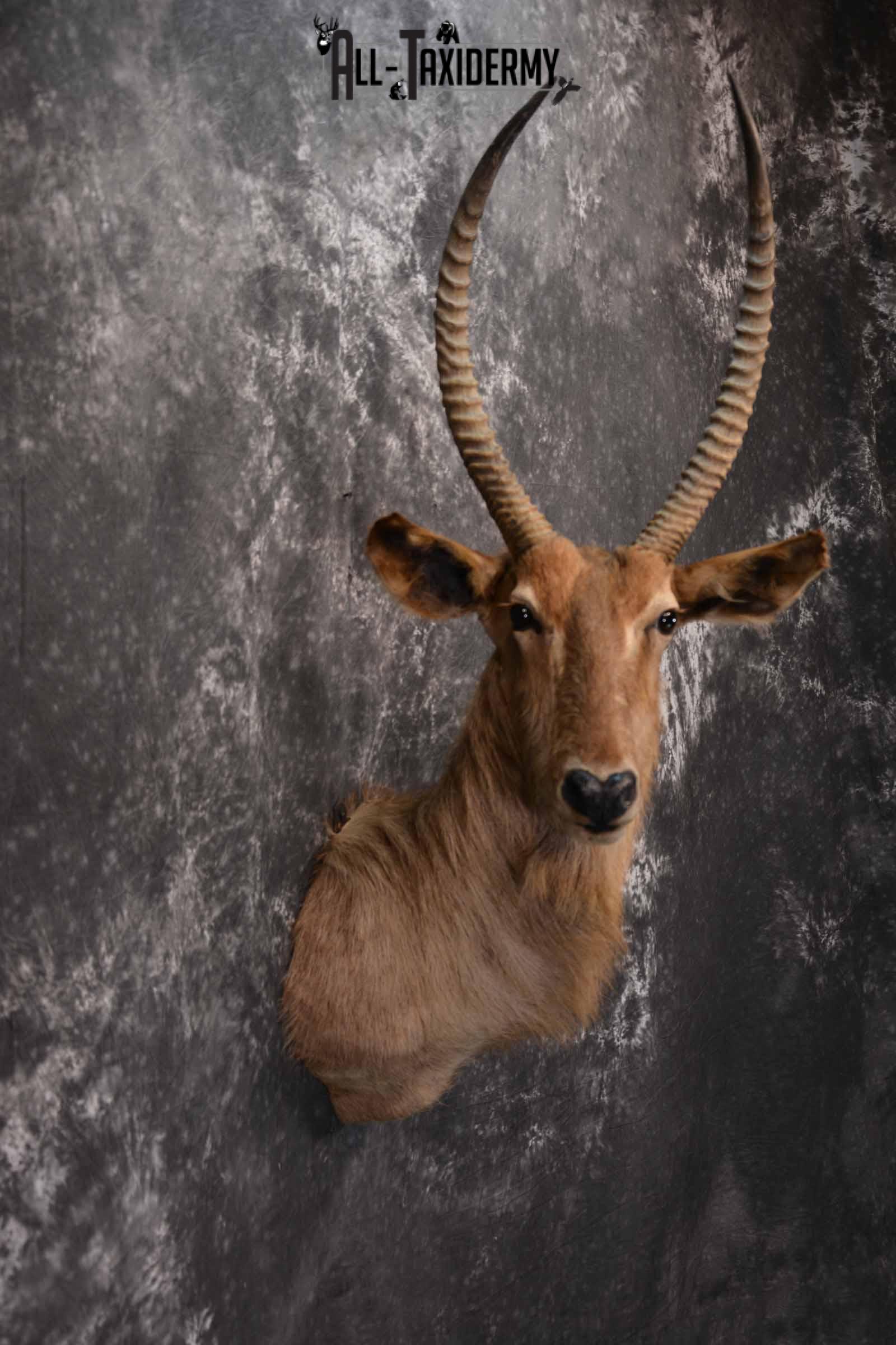 African Waterbuck Taxidermy shoulder Mount for Sale SKU 1340 - Image 5