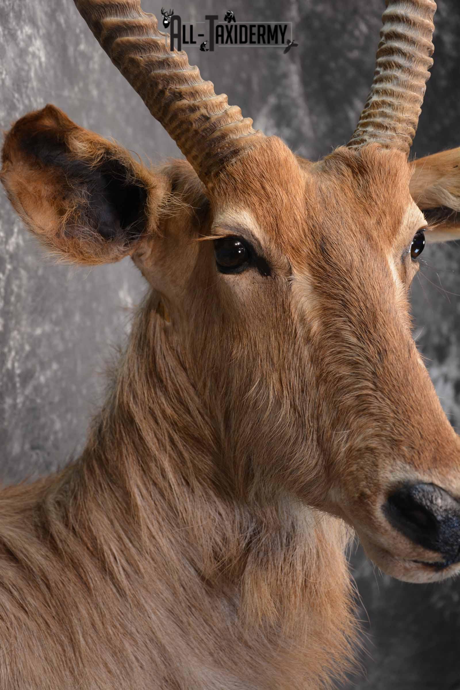 African Waterbuck Taxidermy shoulder Mount for Sale SKU 1340 - Image 6