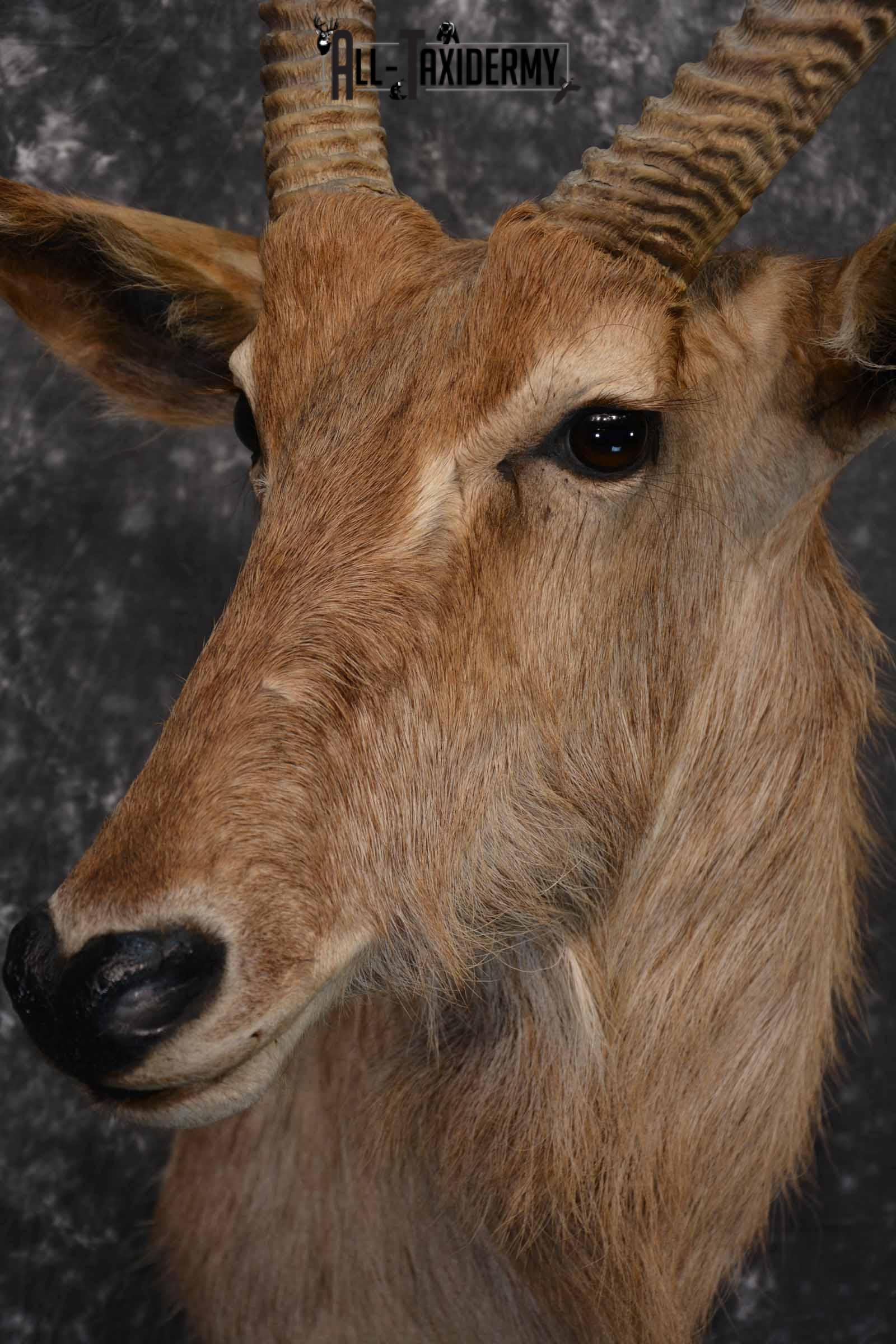 African Waterbuck Taxidermy shoulder Mount for Sale SKU 1340 - Image 7