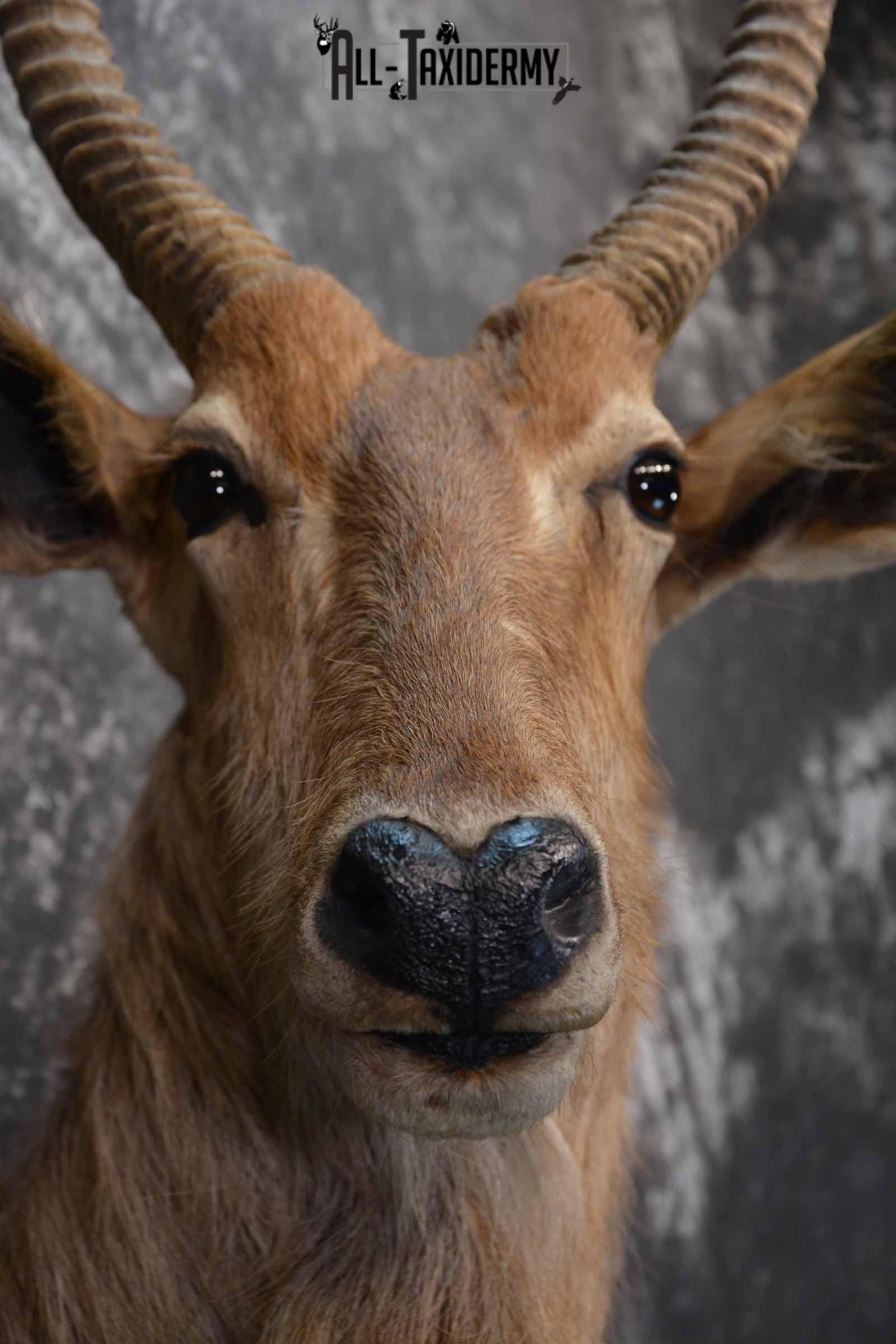 African Waterbuck Taxidermy shoulder Mount for Sale SKU 1340 - Image 8