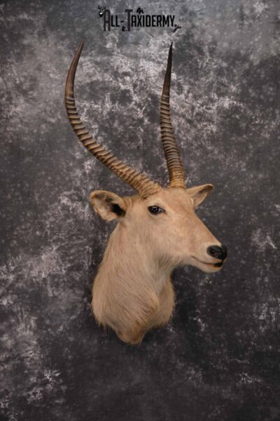African Waterbuck Taxidermy shoulder Mount for Sale SKU 1339