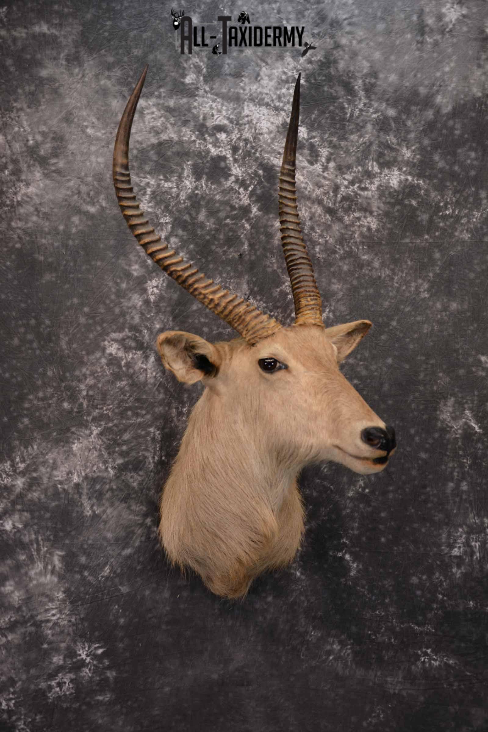 African Waterbuck Taxidermy shoulder Mount for Sale SKU 1339