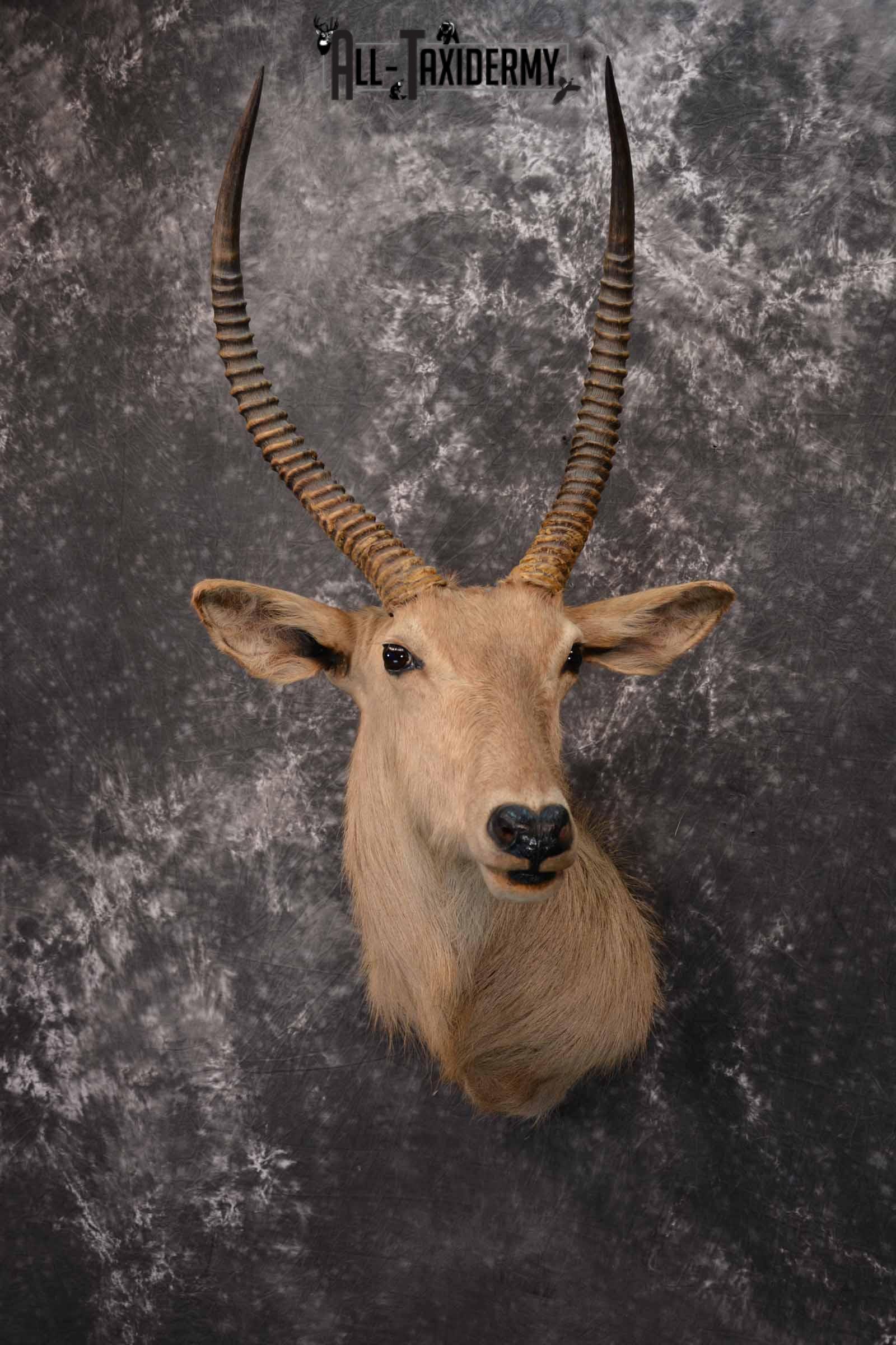 African Waterbuck Taxidermy shoulder Mount for Sale SKU 1339 - Image 2