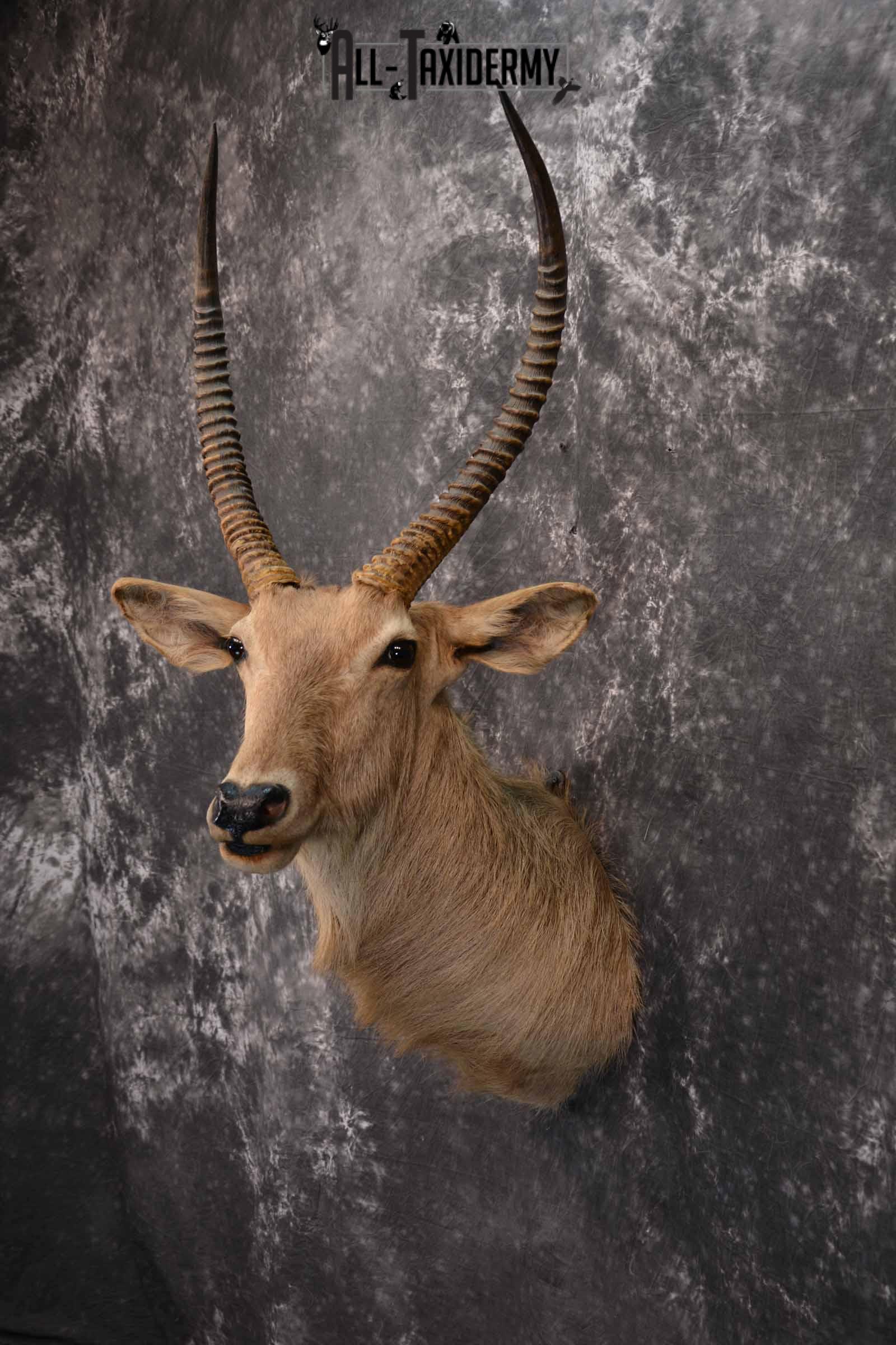 African Waterbuck Taxidermy shoulder Mount for Sale SKU 1339 - Image 3
