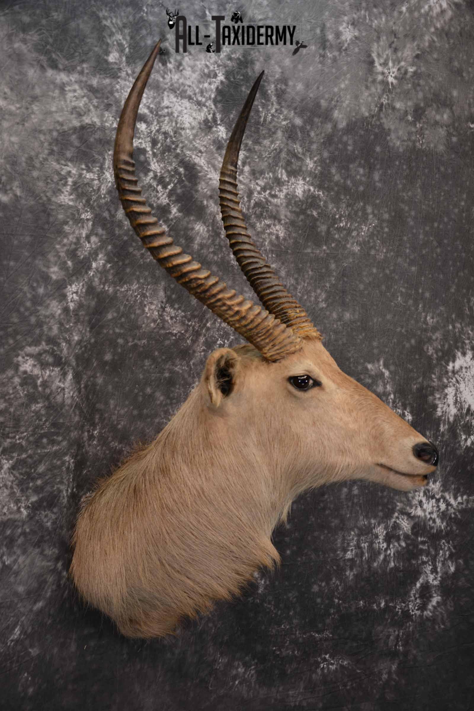 African Waterbuck Taxidermy shoulder Mount for Sale SKU 1339 - Image 4