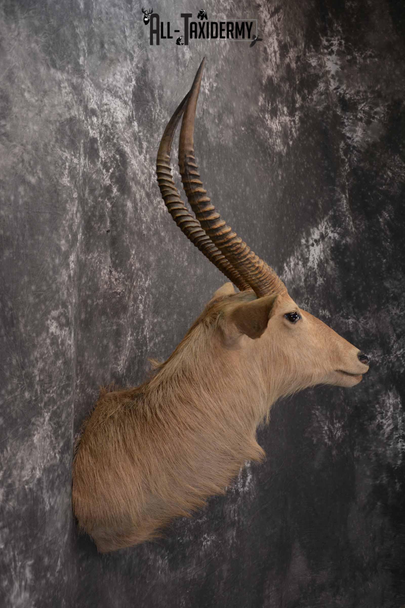 African Waterbuck Taxidermy shoulder Mount for Sale SKU 1339 - Image 5