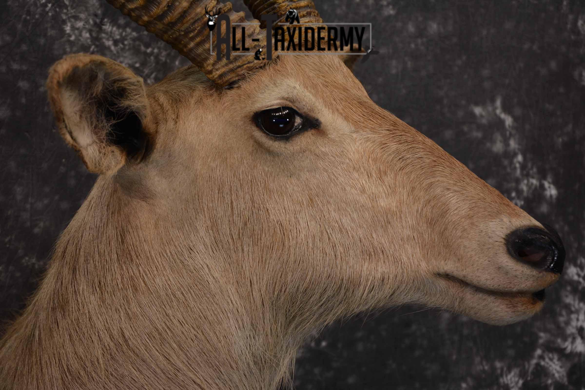 African Waterbuck Taxidermy shoulder Mount for Sale SKU 1339 - Image 6