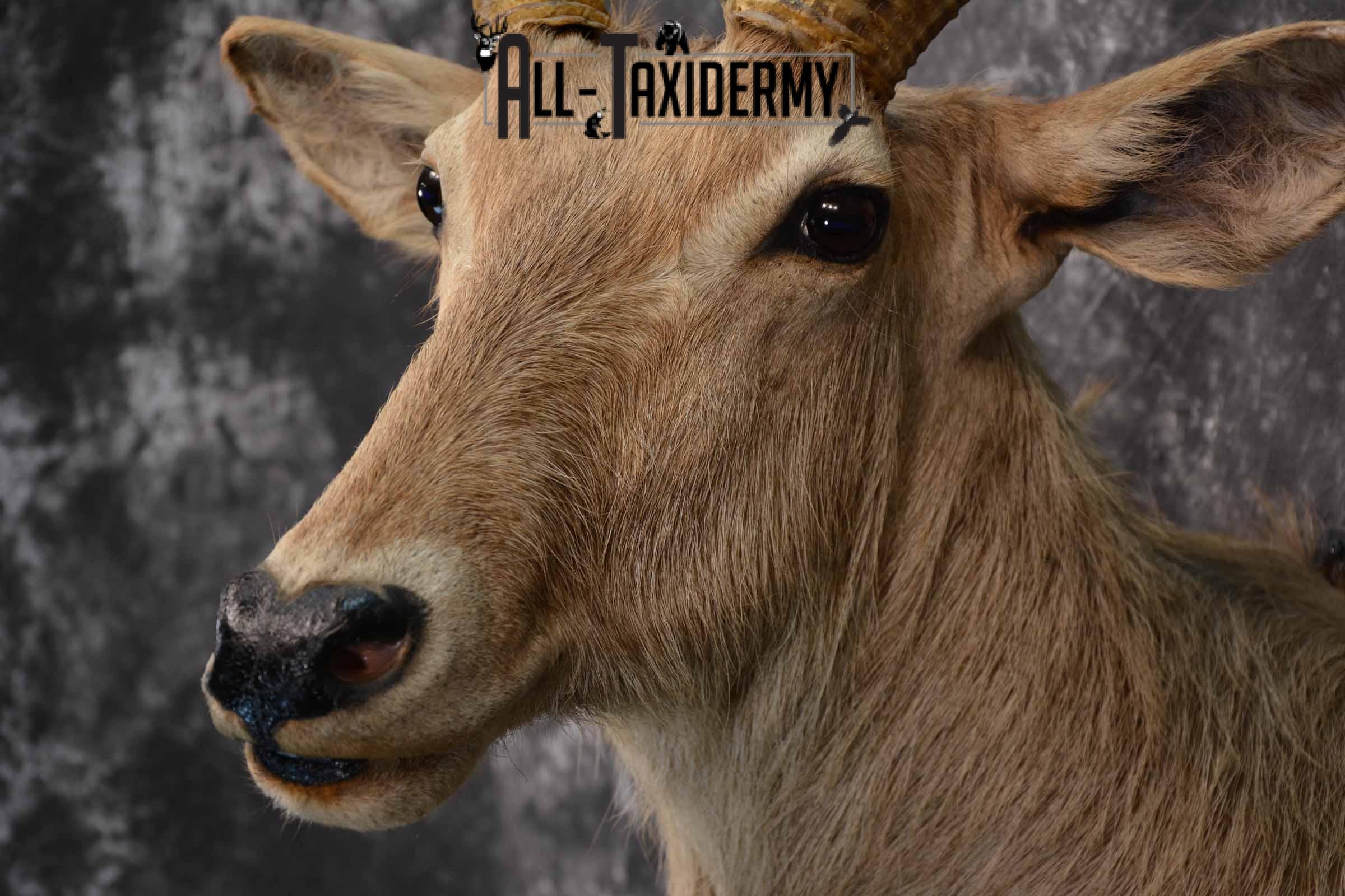 African Waterbuck Taxidermy shoulder Mount for Sale SKU 1339 - Image 7