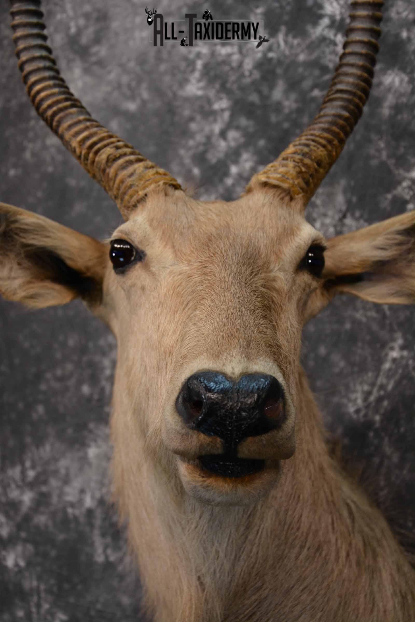 African Waterbuck Taxidermy shoulder Mount for Sale SKU 1339 - Image 8