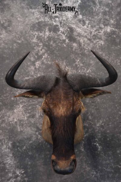 African Blue Wildebeest Taxidermy shoulder mount for sale SKU 1335