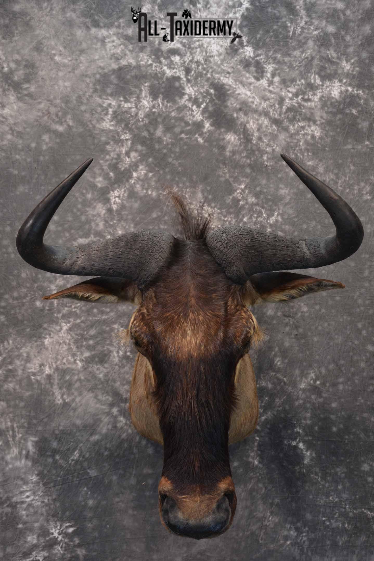 African Blue Wildebeest Taxidermy shoulder mount for sale SKU 1335