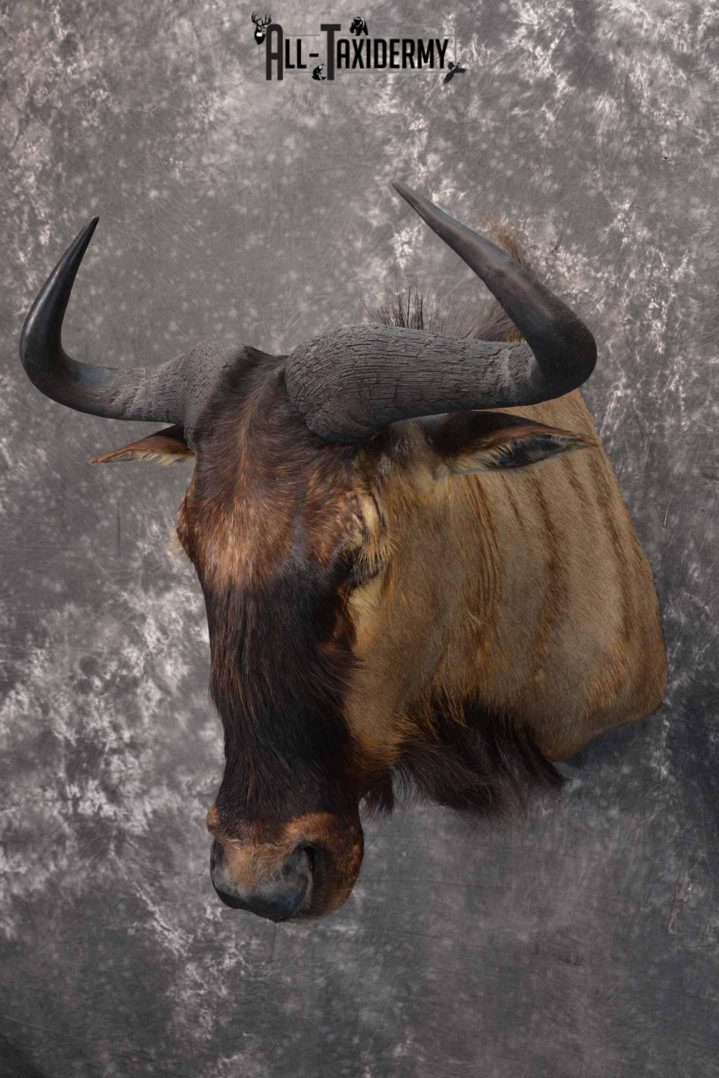 African Blue Wildebeest Taxidermy shoulder mount for sale SKU 1335 - Image 2