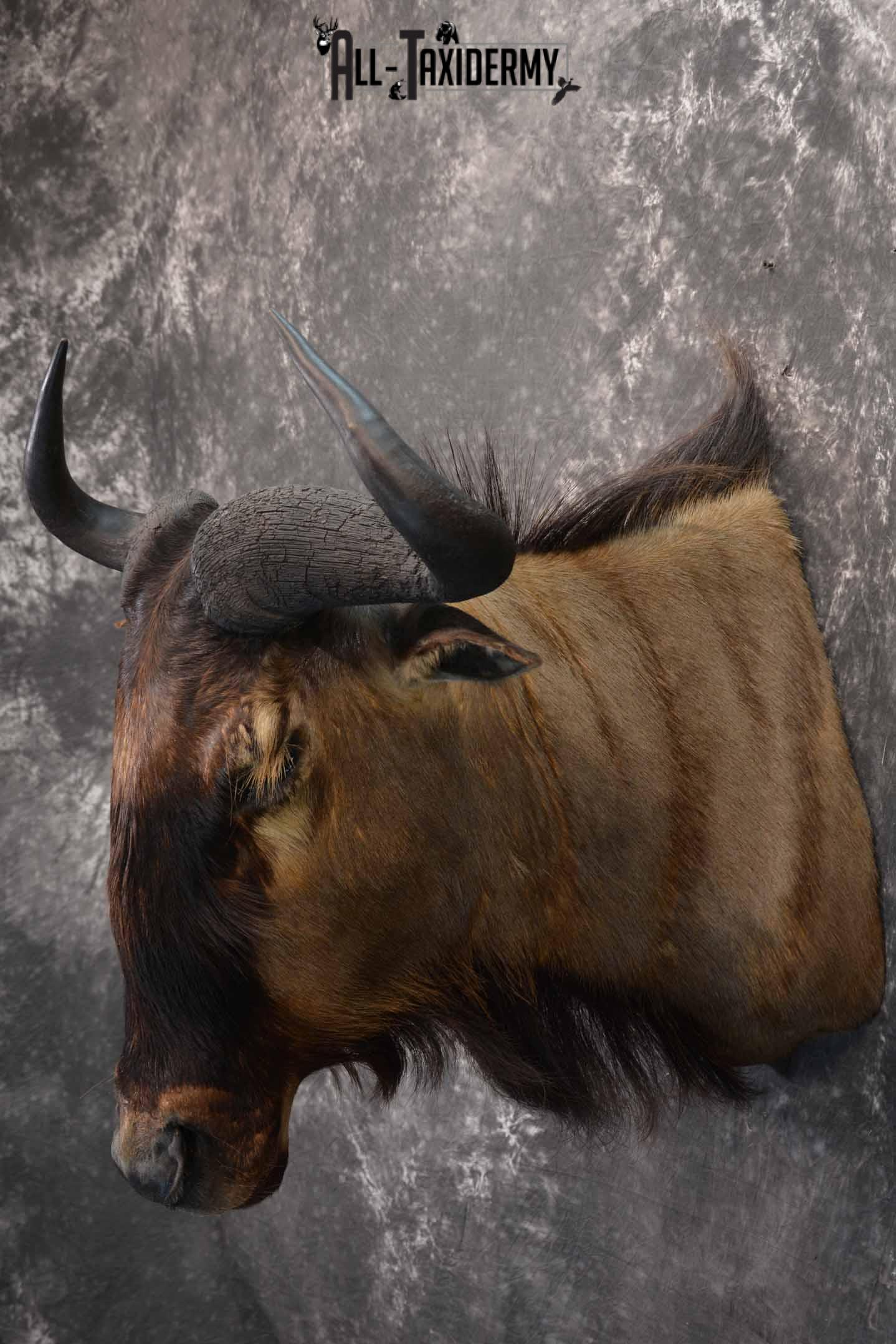 African Blue Wildebeest Taxidermy shoulder mount for sale SKU 1335 - Image 3