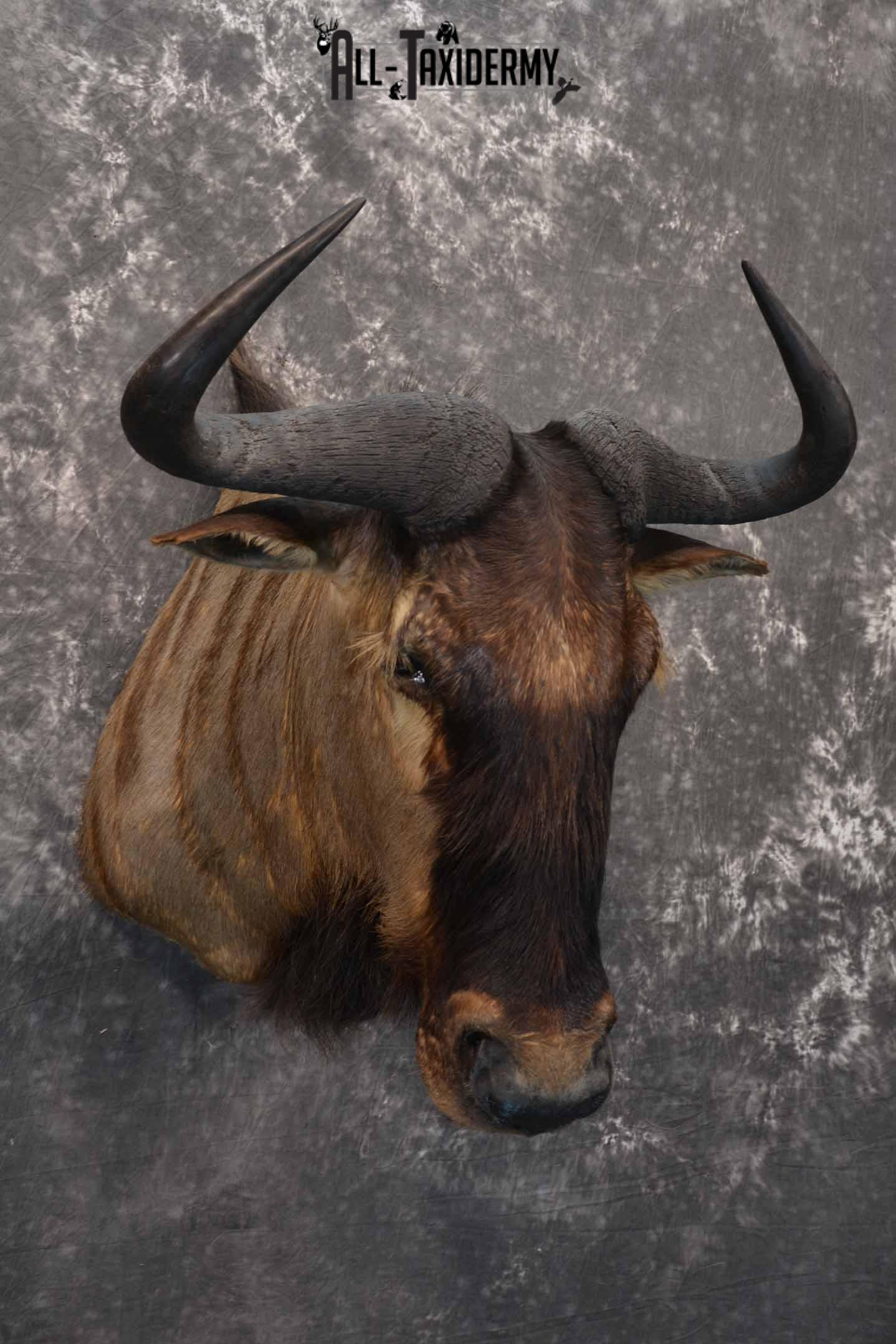 African Blue Wildebeest Taxidermy shoulder mount for sale SKU 1335 - Image 4