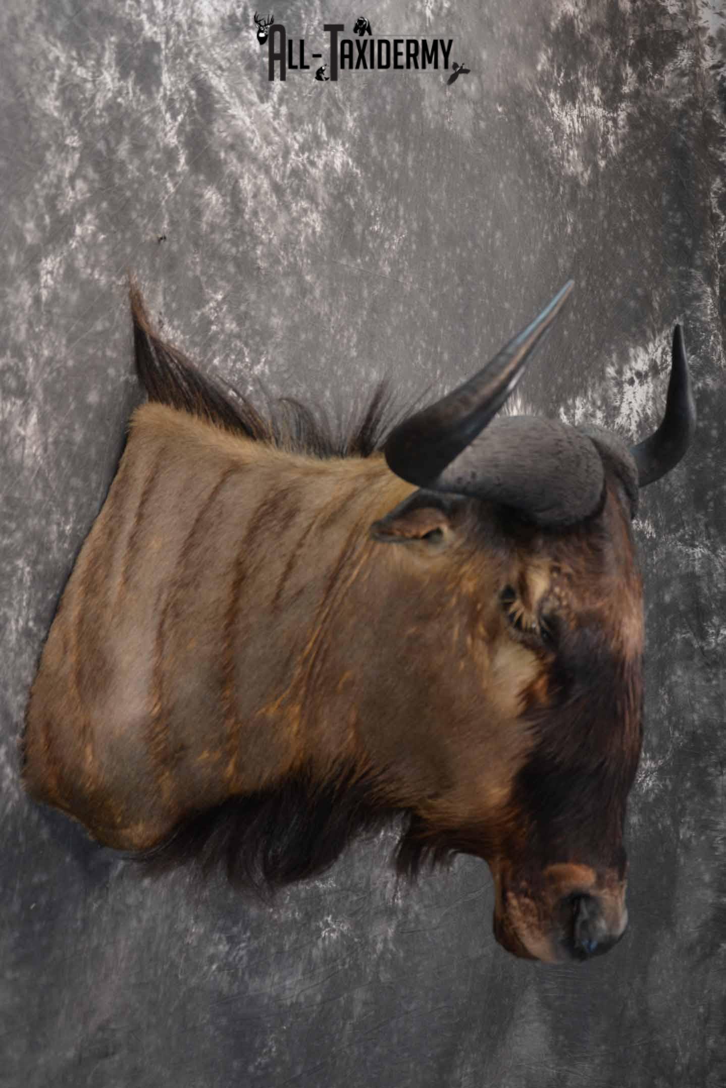 African Blue Wildebeest Taxidermy shoulder mount for sale SKU 1335 - Image 5
