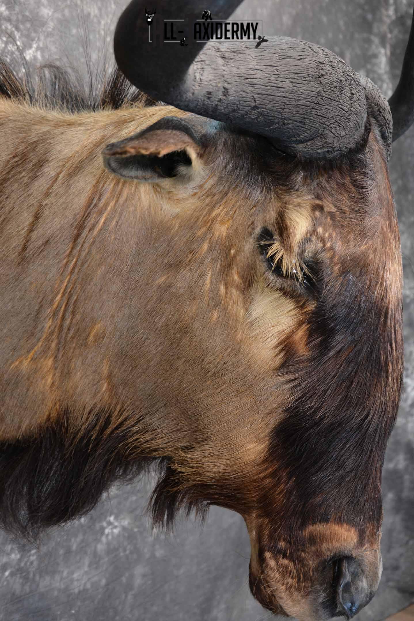 African Blue Wildebeest Taxidermy shoulder mount for sale SKU 1335 - Image 6