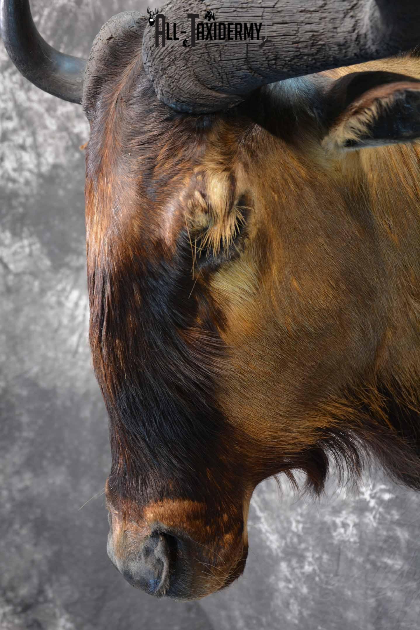 African Blue Wildebeest Taxidermy shoulder mount for sale SKU 1335 - Image 7