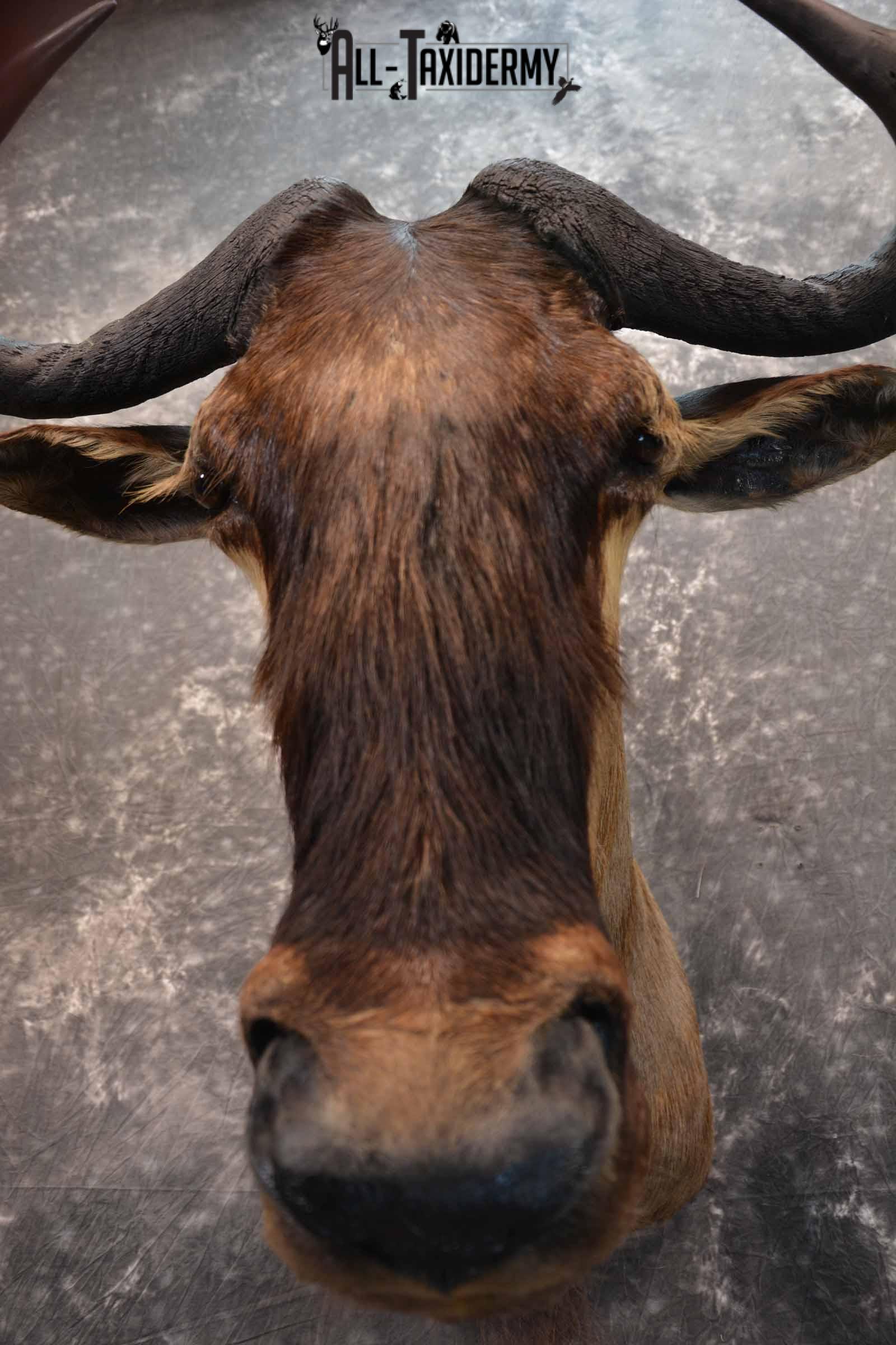 African Blue Wildebeest Taxidermy shoulder mount for sale SKU 1335 - Image 8