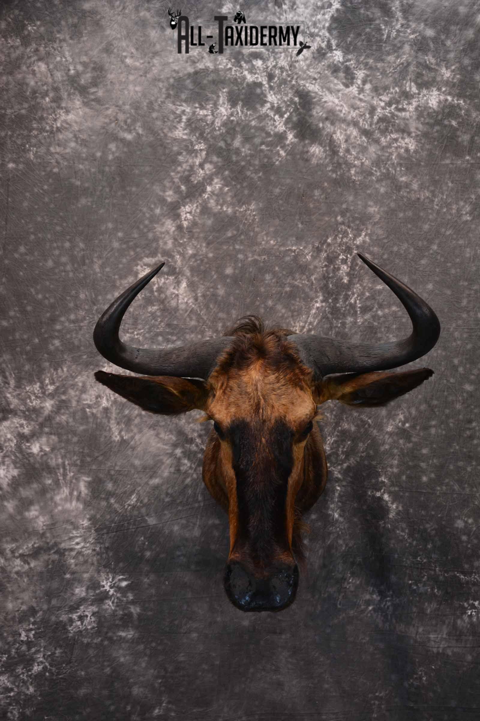 African Blue Wildebeest Taxidermy mount for Sale SKU 1334