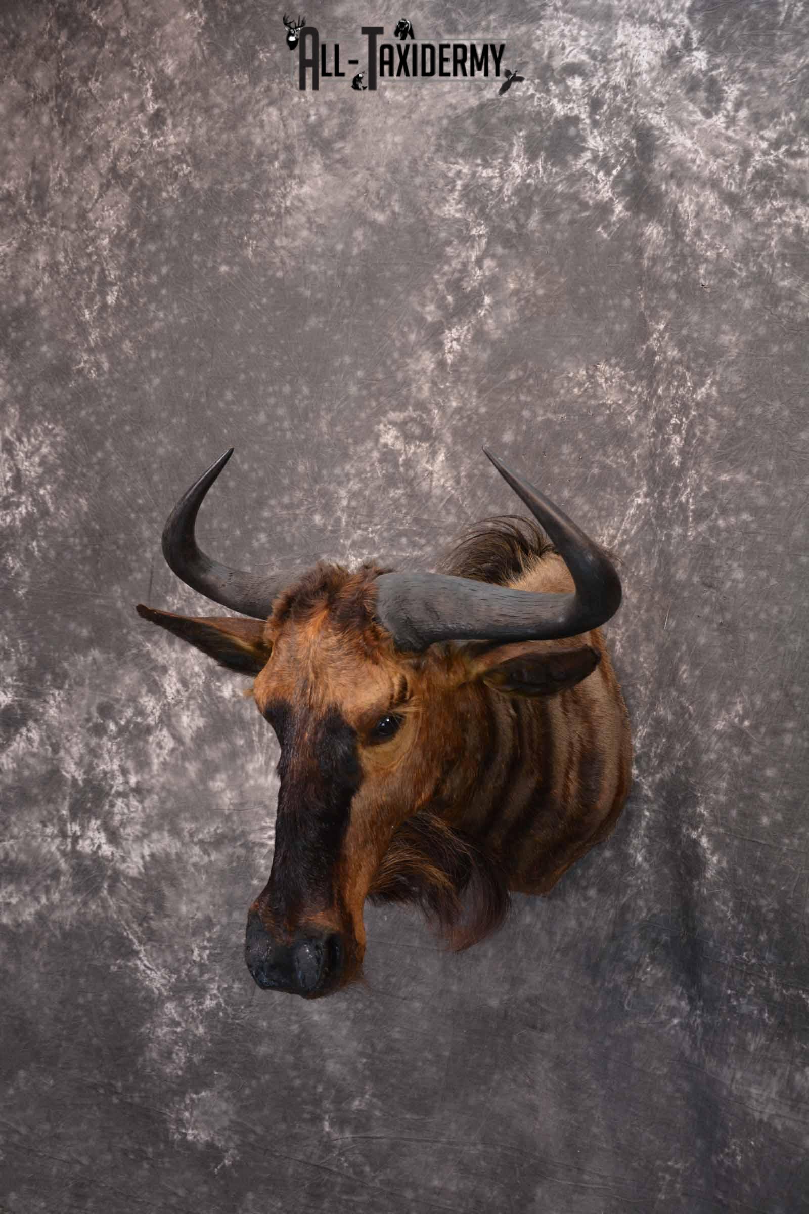 African Blue Wildebeest Taxidermy mount for Sale SKU 1334 - Image 2
