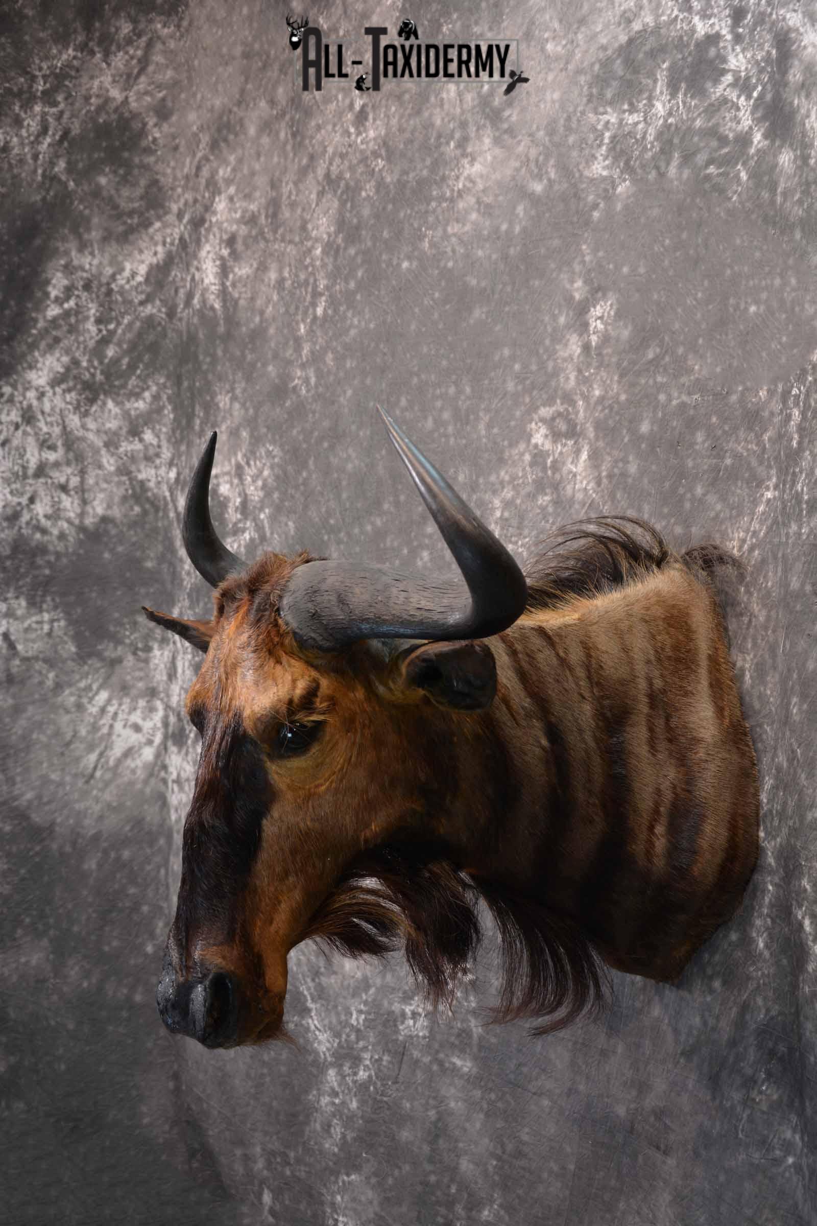African Blue Wildebeest Taxidermy mount for Sale SKU 1334 - Image 3