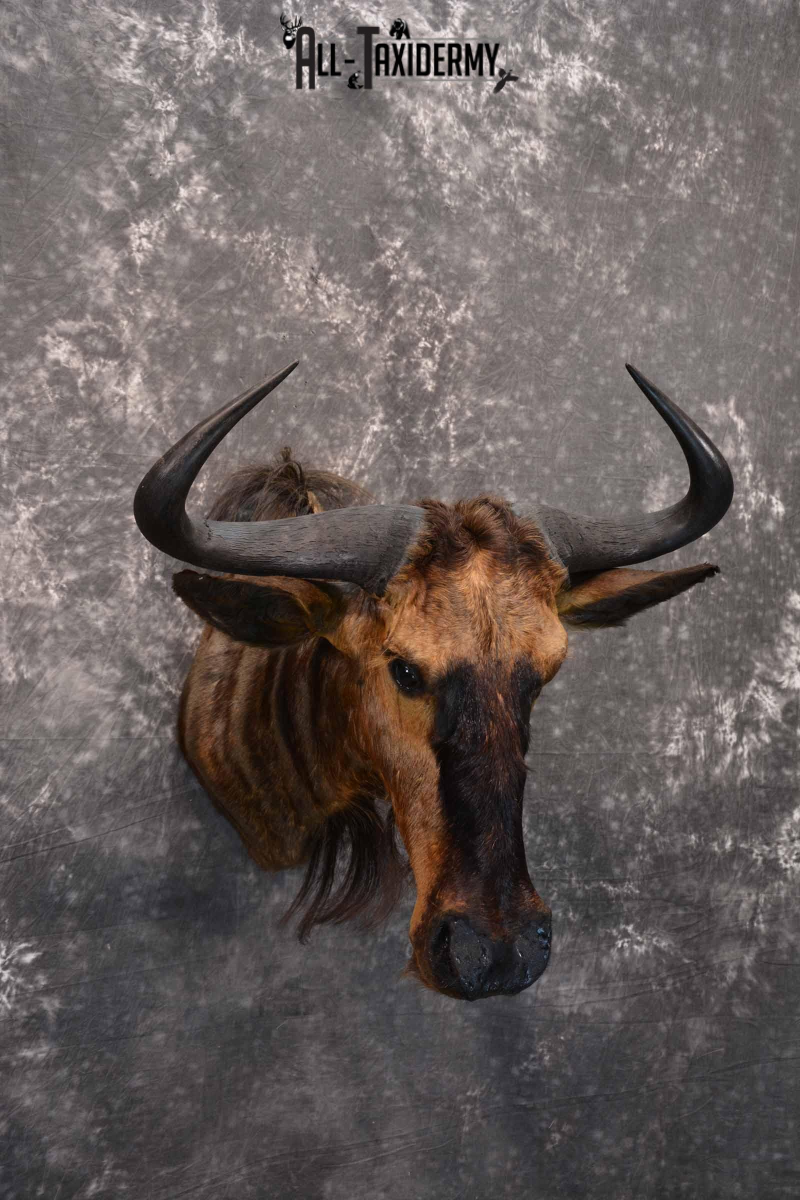 African Blue Wildebeest Taxidermy mount for Sale SKU 1334 - Image 4