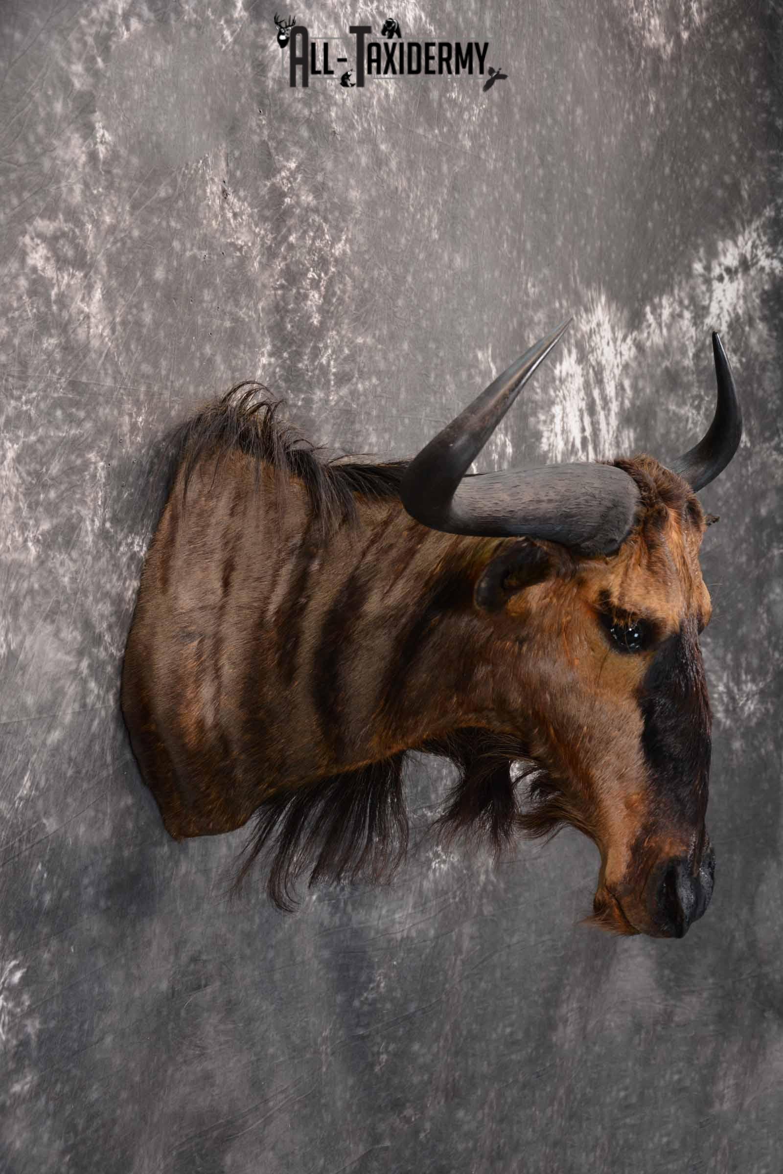 African Blue Wildebeest Taxidermy mount for Sale SKU 1334 - Image 5