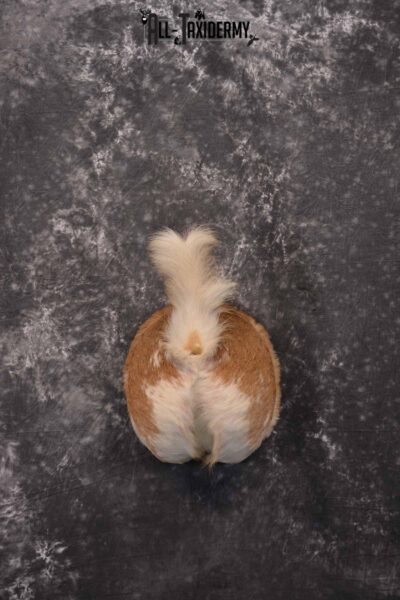 Whitetail Half Albino Rear Butt taxidermy mount for sale SKU 1329