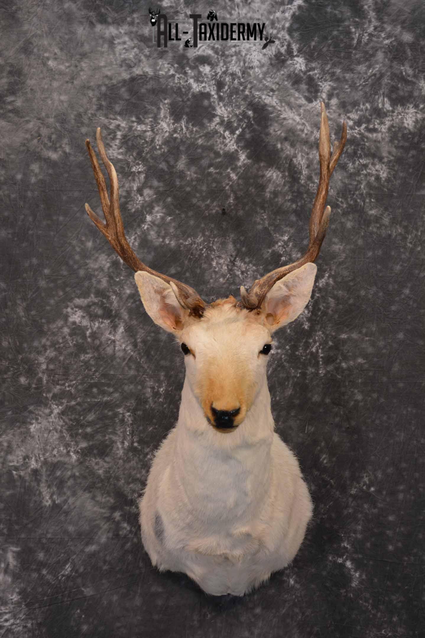 White Fallow Taxidermy Deer for Sale SKU 1328