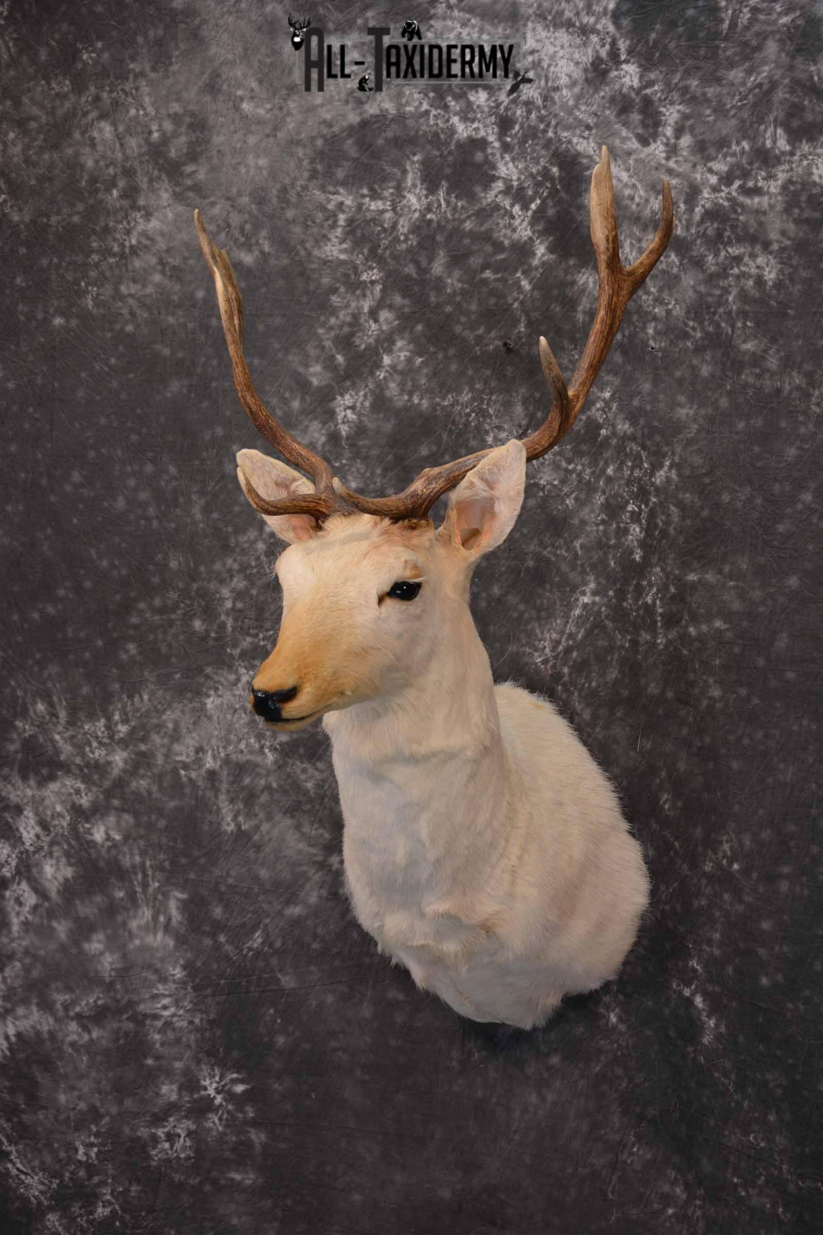 White Fallow Taxidermy Deer for Sale SKU 1328 - Image 2