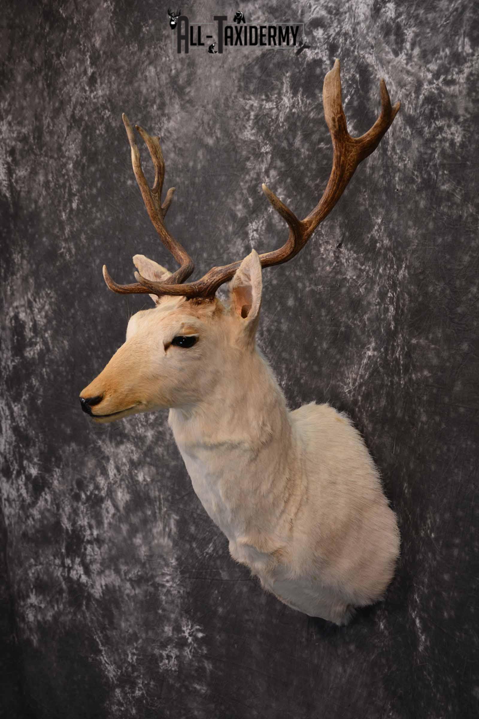 White Fallow Taxidermy Deer for Sale SKU 1328 - Image 3