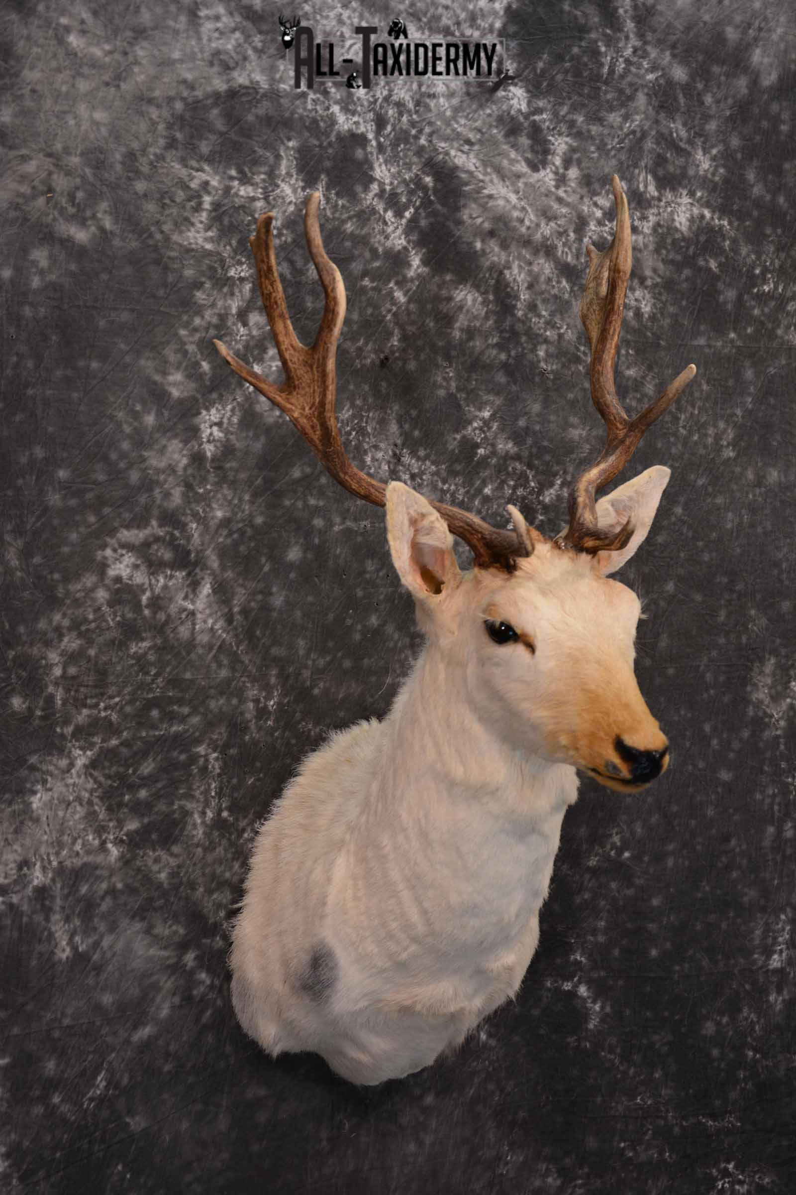 White Fallow Taxidermy Deer for Sale SKU 1328 - Image 4