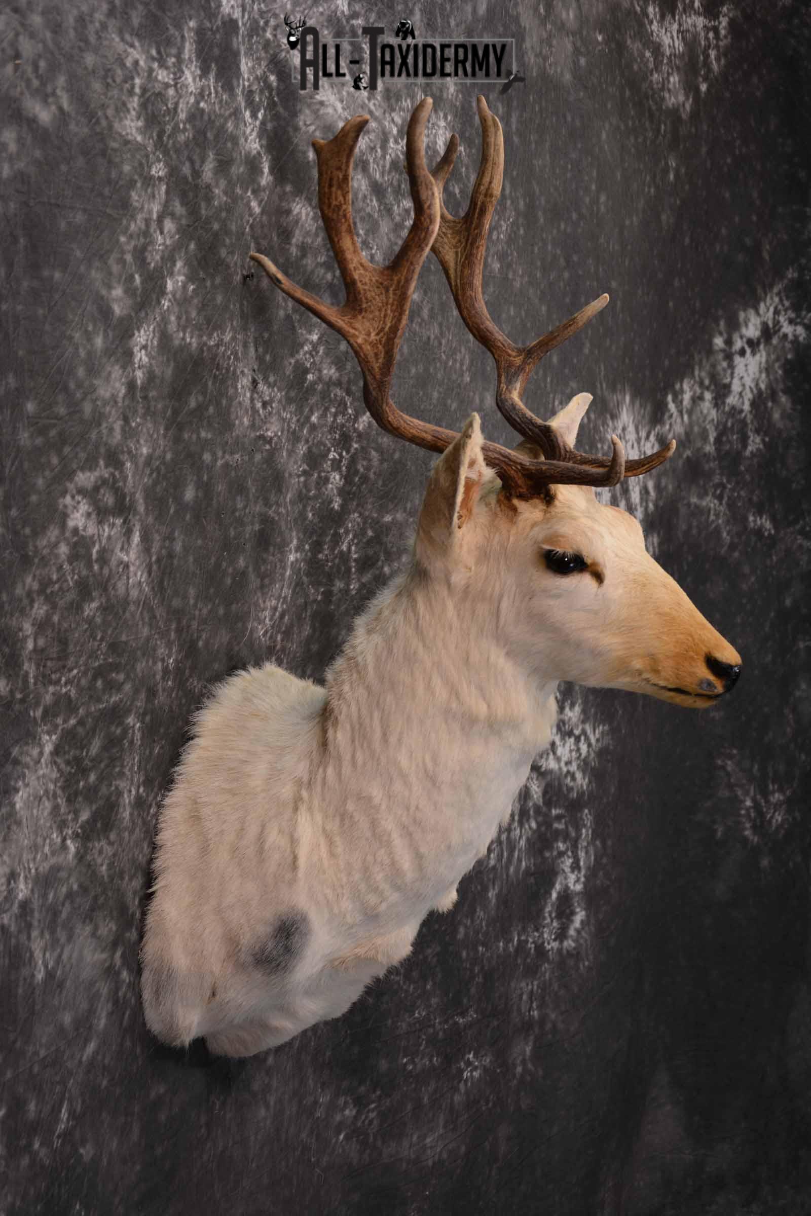 White Fallow Taxidermy Deer for Sale SKU 1328 - Image 5