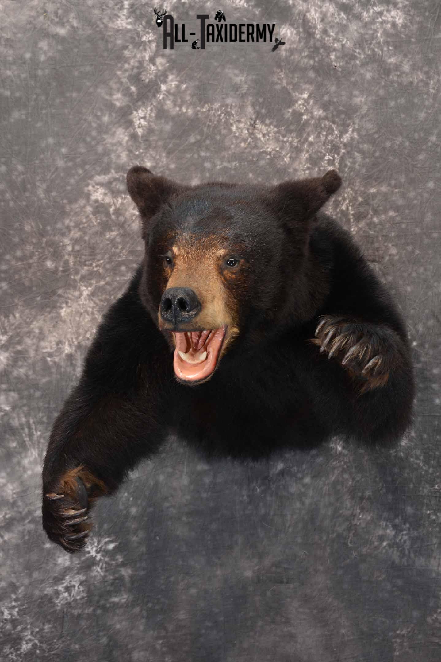 Black Bear 1/2 Taxidermy mount for sale SKU 1330