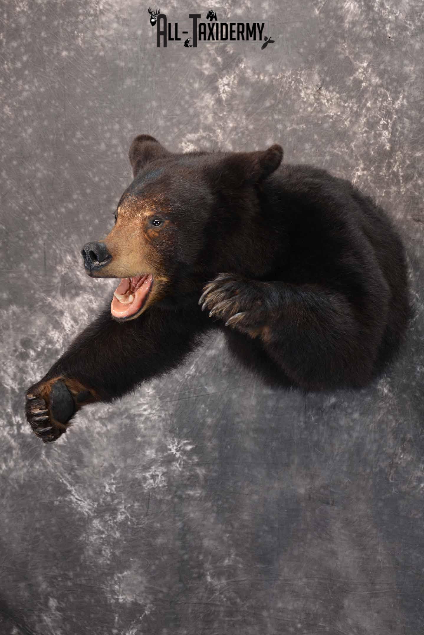 Black Bear 1/2 Taxidermy mount for sale SKU 1330 - Image 2