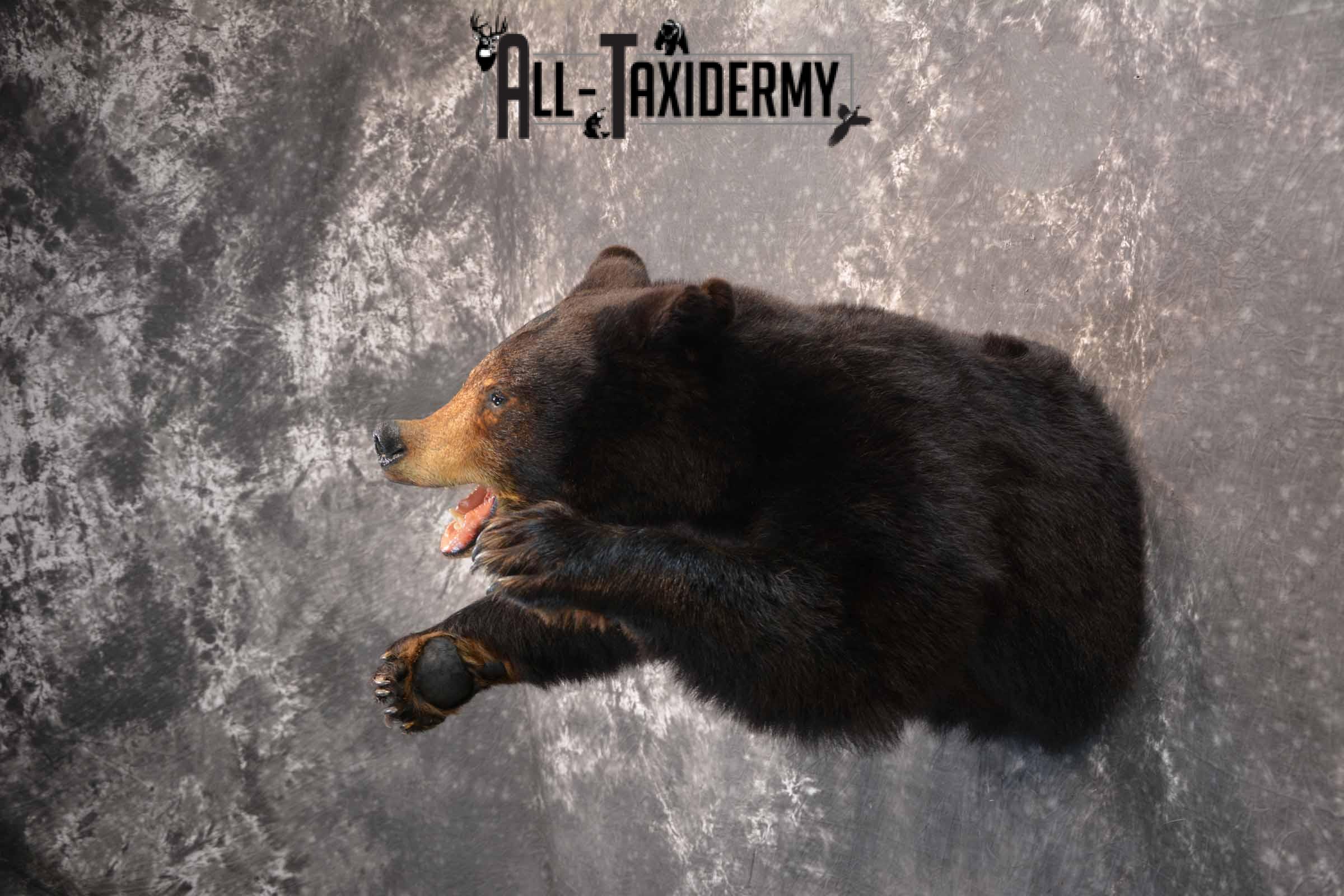 Black Bear 1/2 Taxidermy mount for sale SKU 1330 - Image 3