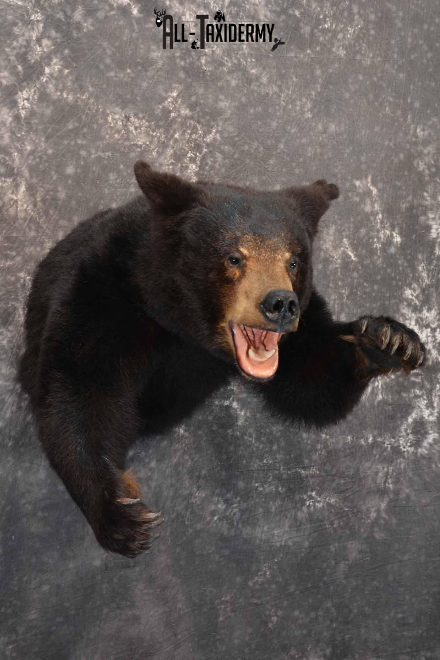 Black Bear 1/2 Taxidermy mount for sale SKU 1330 - Image 4