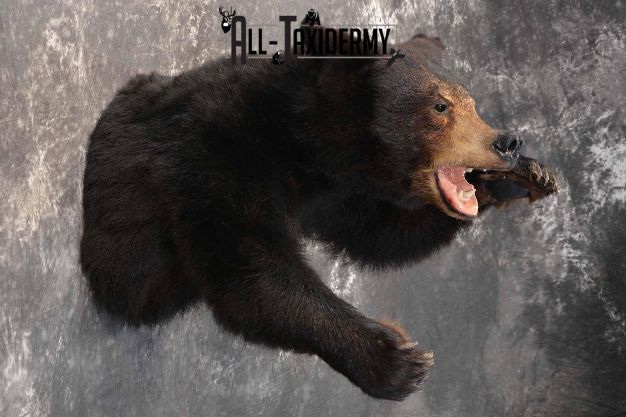 Black Bear 1/2 Taxidermy mount for sale SKU 1330 - Image 5