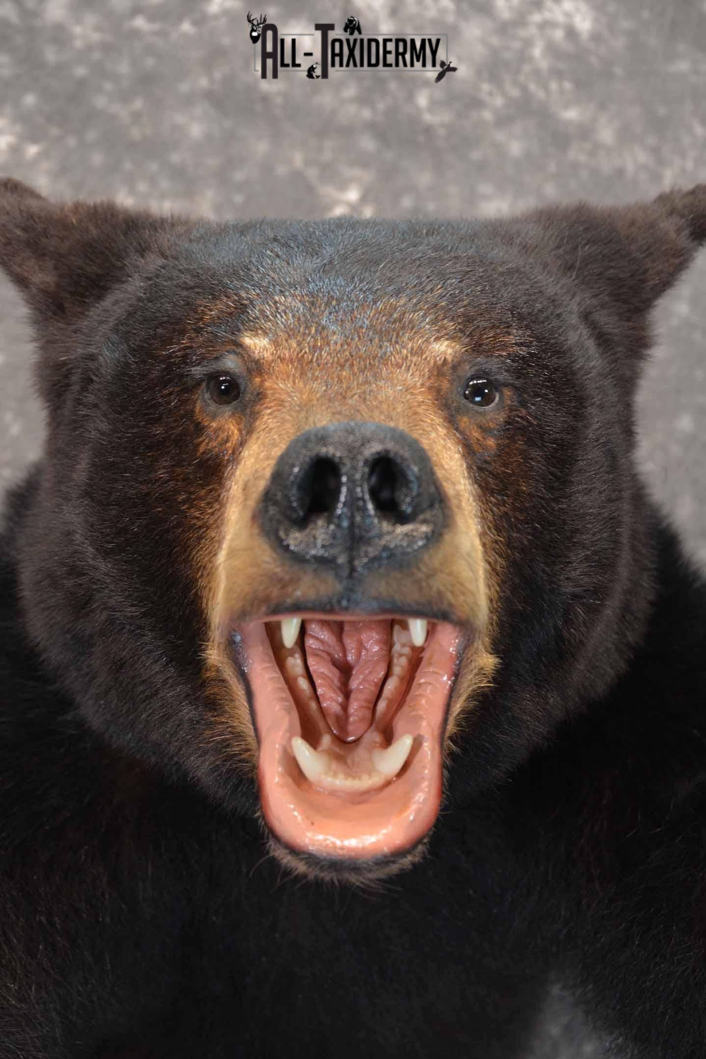 Black Bear 1/2 Taxidermy mount for sale SKU 1330 - Image 6