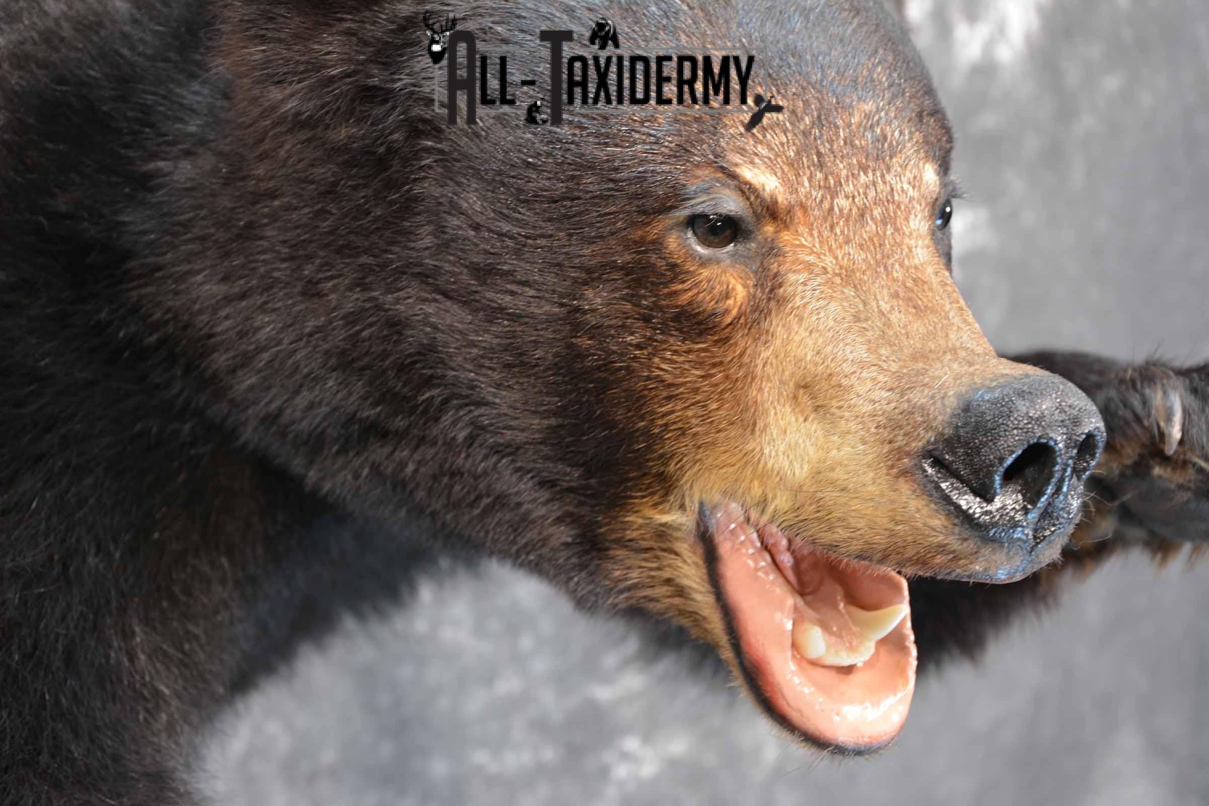 Black Bear 1/2 Taxidermy mount for sale SKU 1330 - Image 7