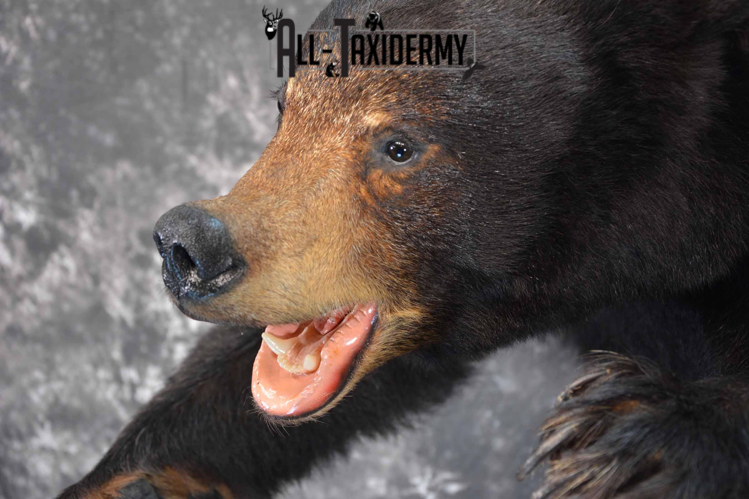 Black Bear 1/2 Taxidermy mount for sale SKU 1330 - Image 8