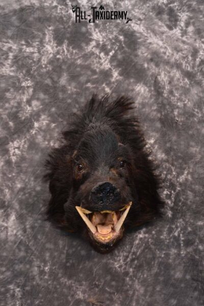 Wild Boar Taxidermy Mount for Sale SKU 1337
